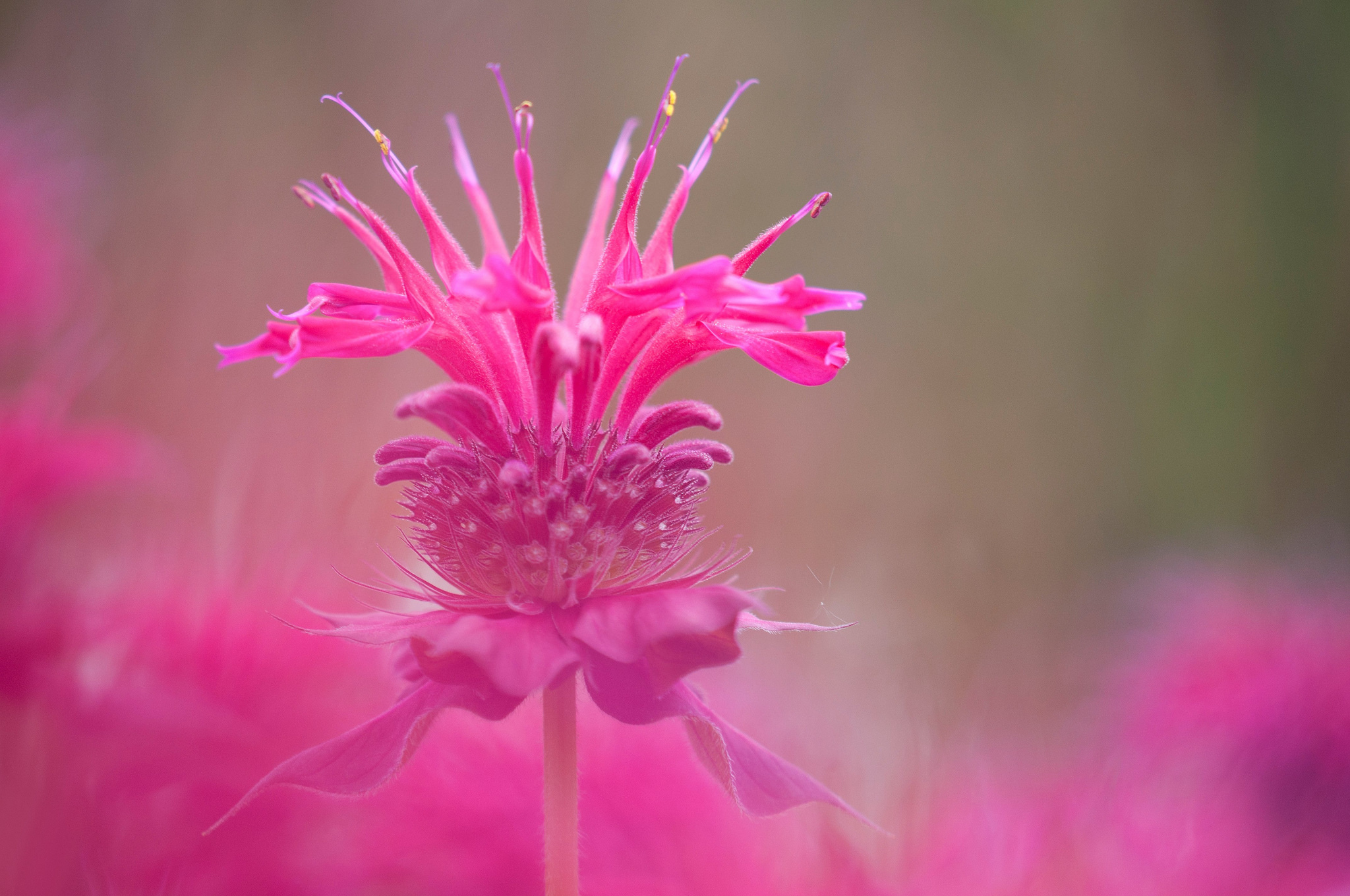 Handy-Wallpaper Natur, Blumen, Blume, Nahansicht, Erde/natur, Pinke Blume kostenlos herunterladen.