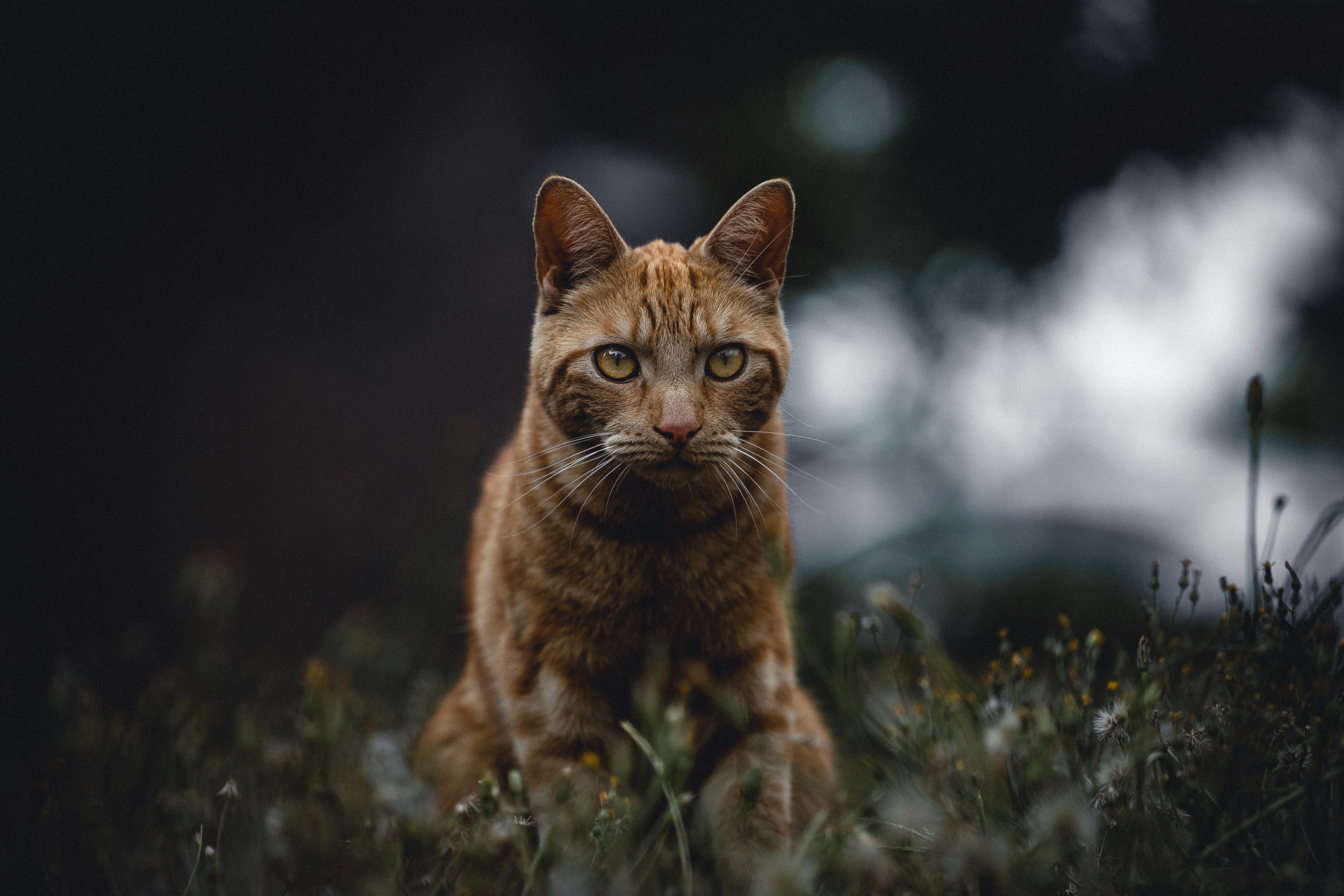 Download mobile wallpaper Sight, Grass, Redhead, Opinion, Animals, Cat for free.