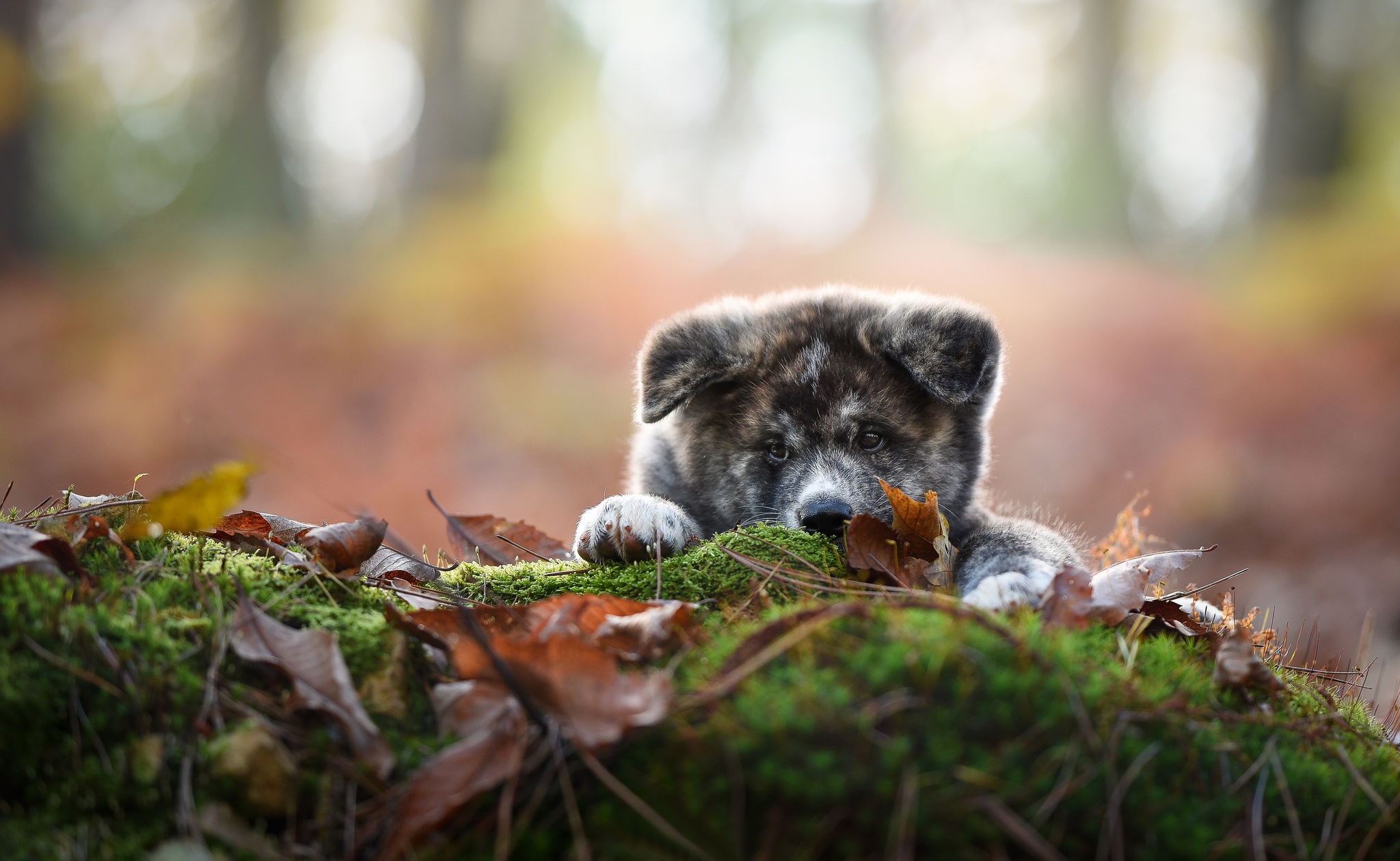 Free download wallpaper Dogs, Dog, Animal, Puppy, Shiba Inu, Baby Animal, Depth Of Field on your PC desktop