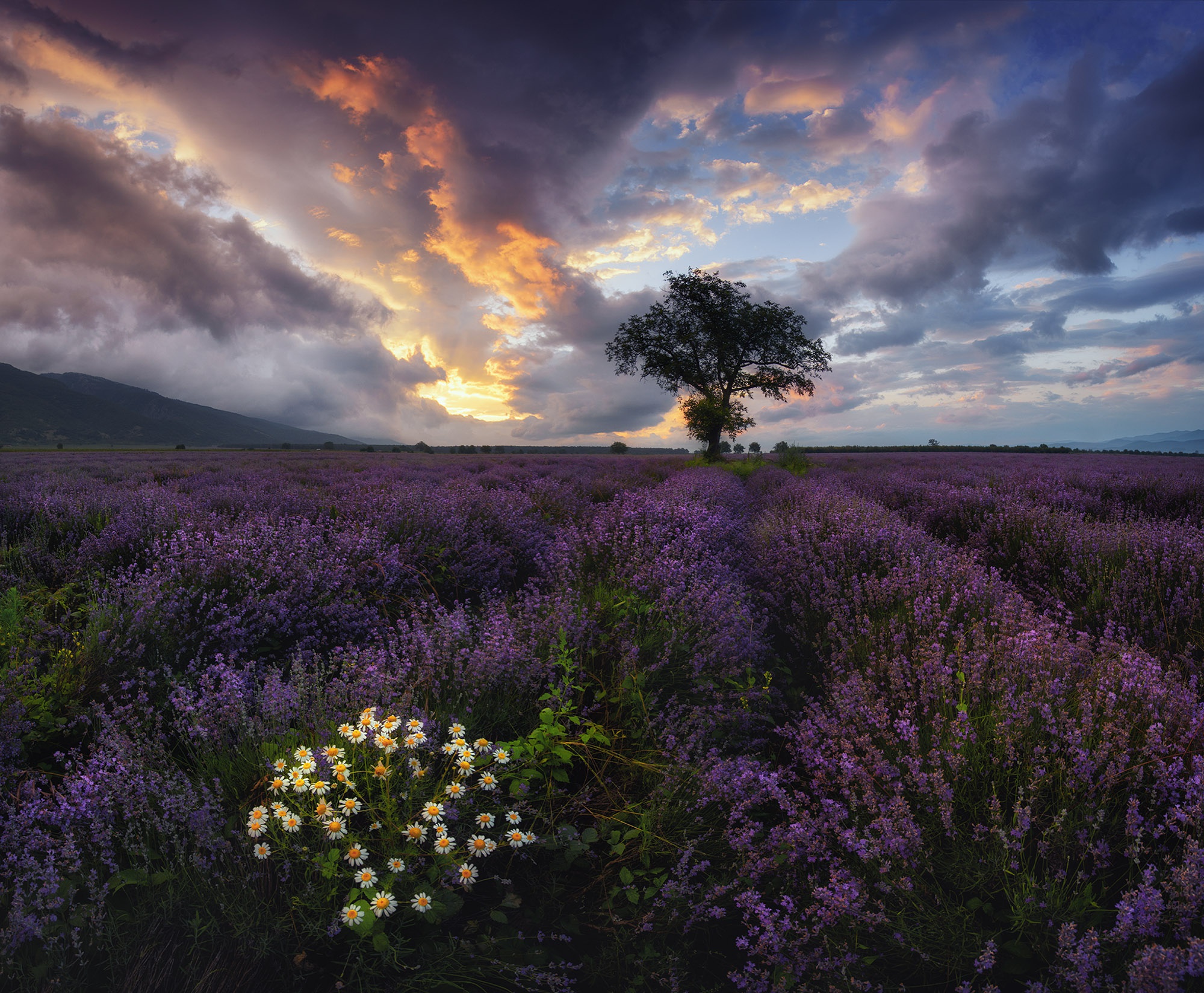 Download mobile wallpaper Nature, Flowers, Tree, Earth, Field, Cloud, Lavender, Purple Flower for free.