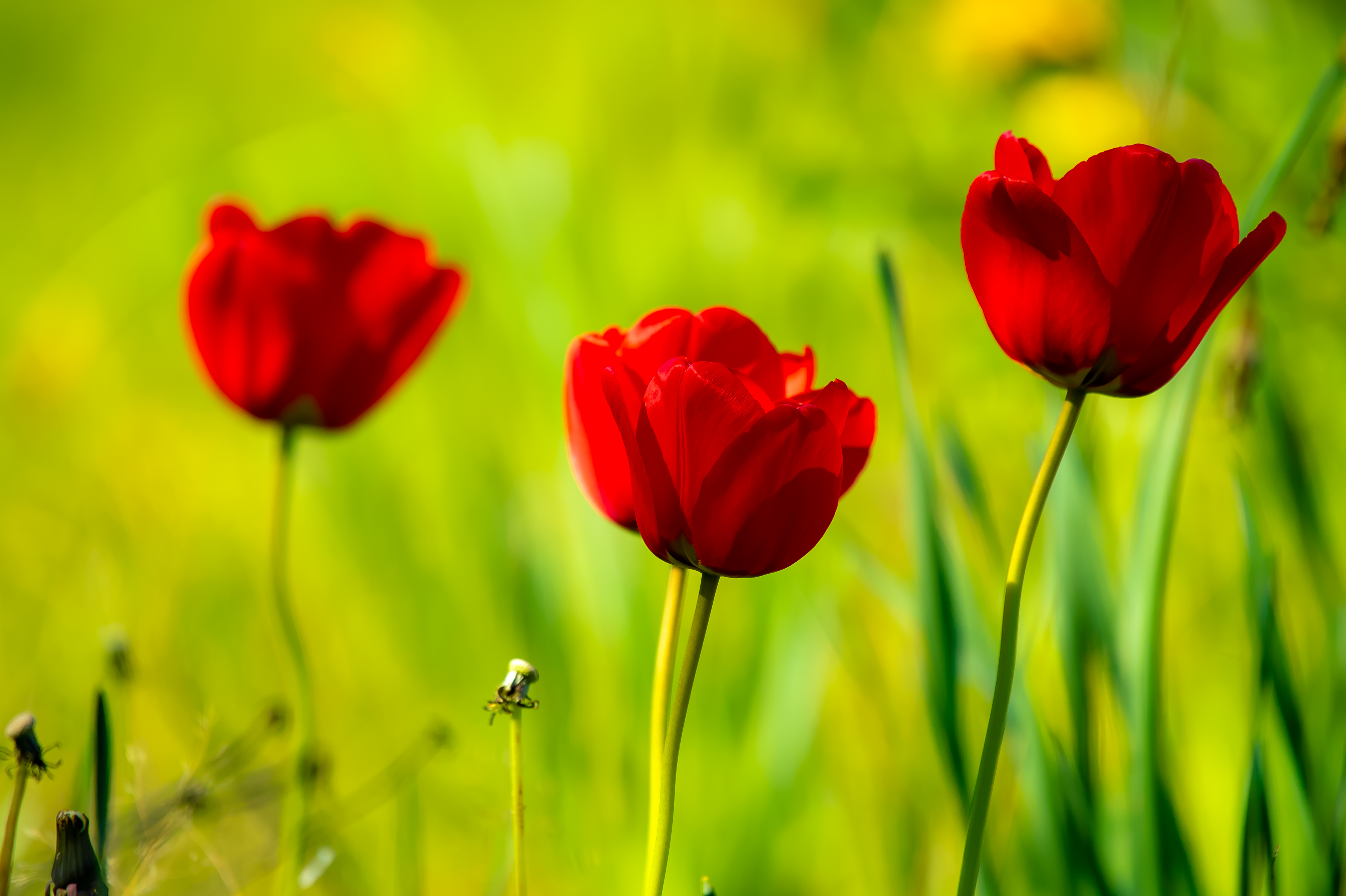 Baixar papel de parede para celular de Natureza, Flores, Fechar Se, Tulipa, Flor Vermelha, Terra/natureza gratuito.