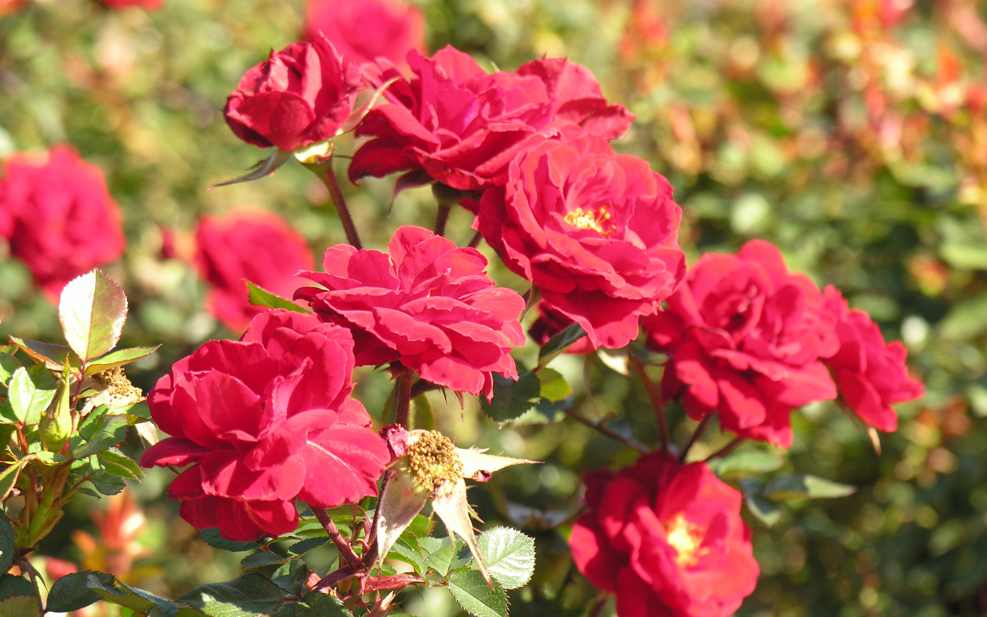 無料モバイル壁紙フラワーズ, 薔薇, 地球をダウンロードします。