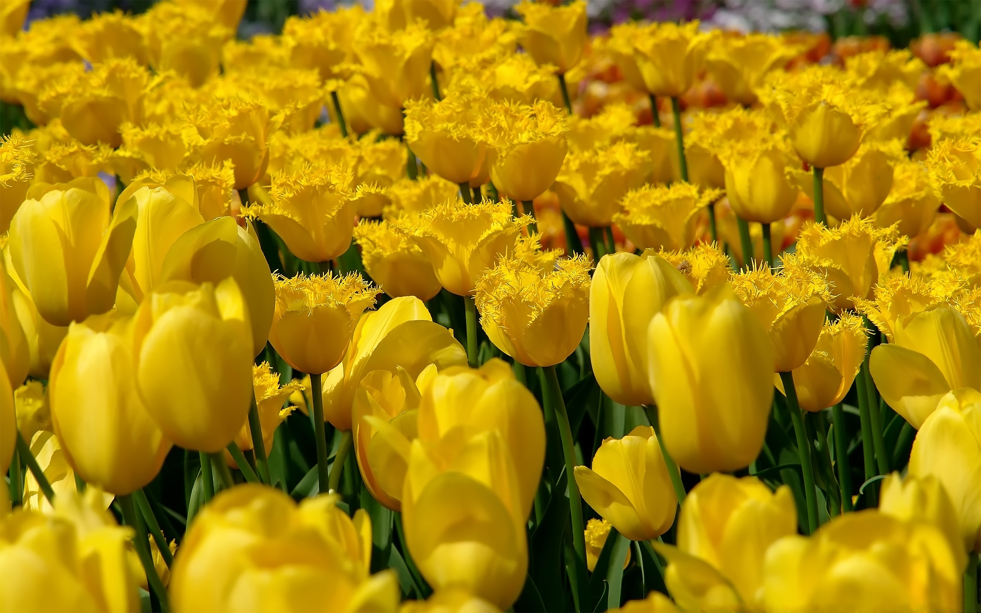 Descarga gratis la imagen Naturaleza, Flores, Flor, Tulipán, Tierra/naturaleza en el escritorio de tu PC