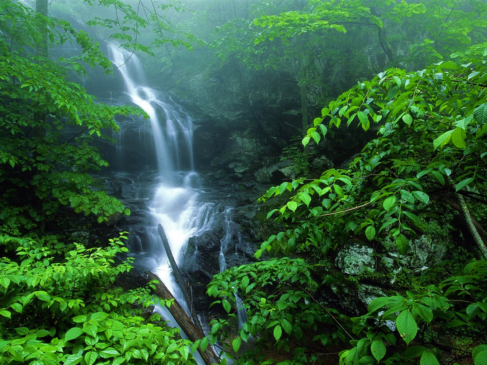 Download mobile wallpaper Waterfalls, Waterfall, Forest, Fog, Leaf, Earth, Greenery for free.