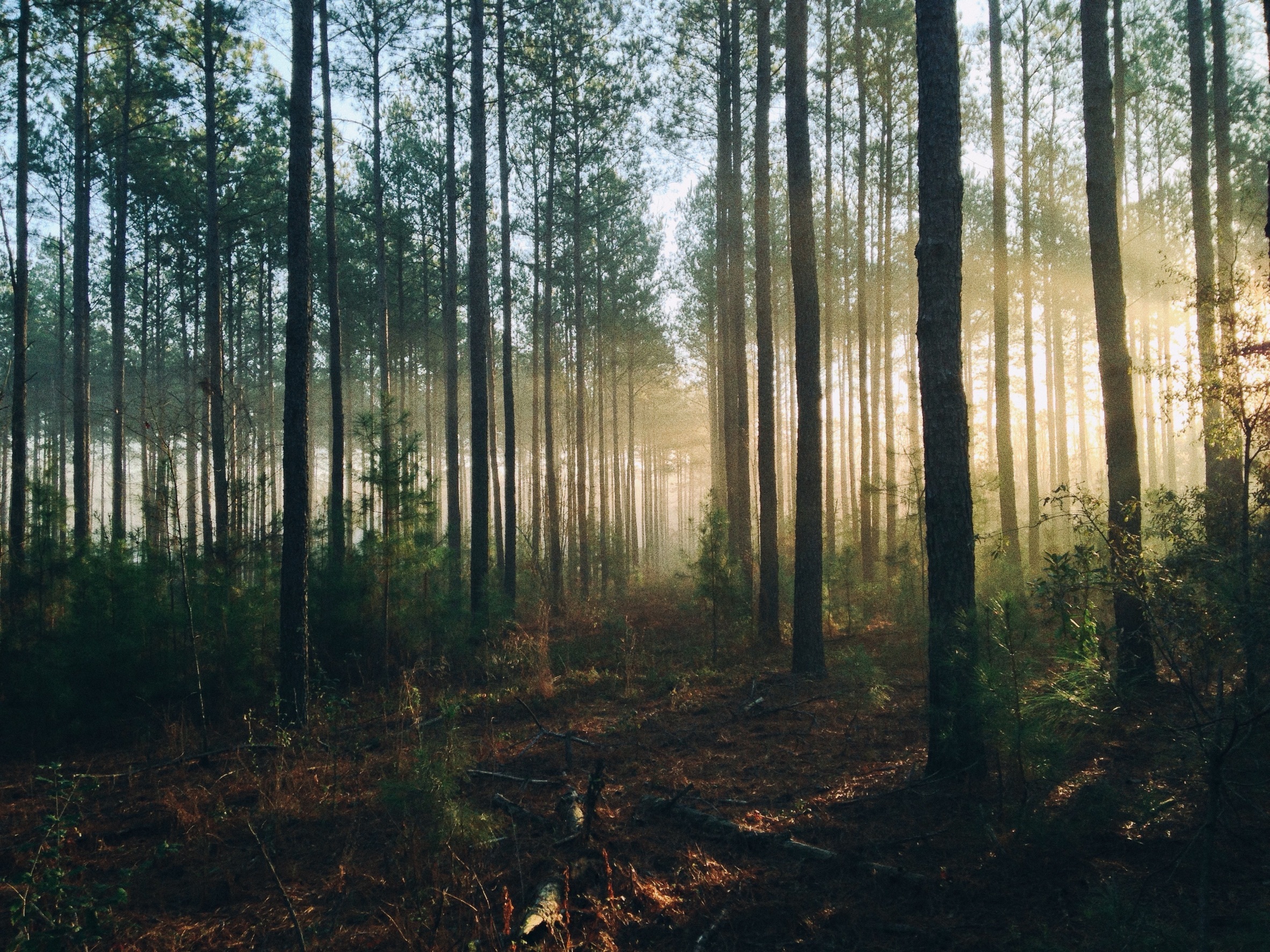 Baixar papel de parede para celular de Natureza, Floresta, Árvore, Terra/natureza, Raio Solar gratuito.