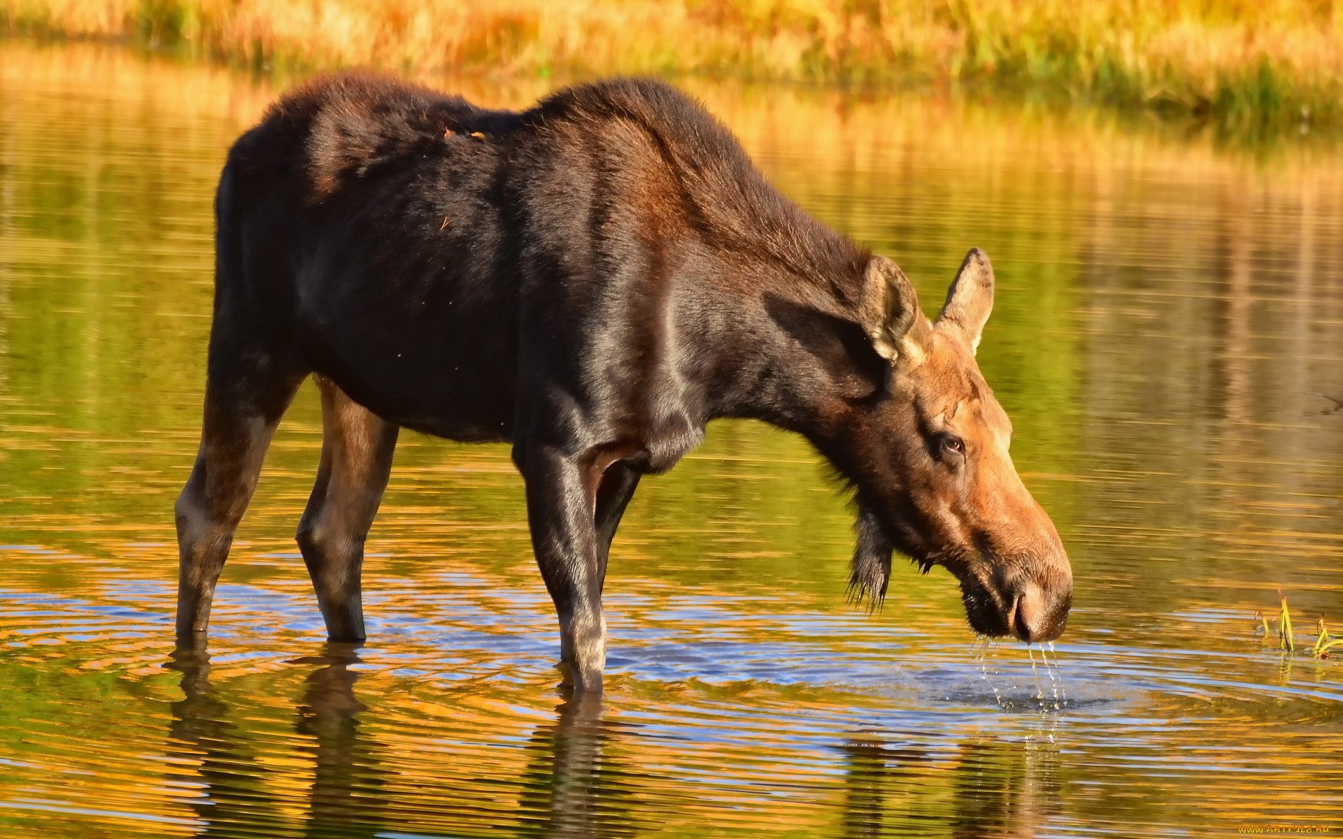 animal, moose HD wallpaper