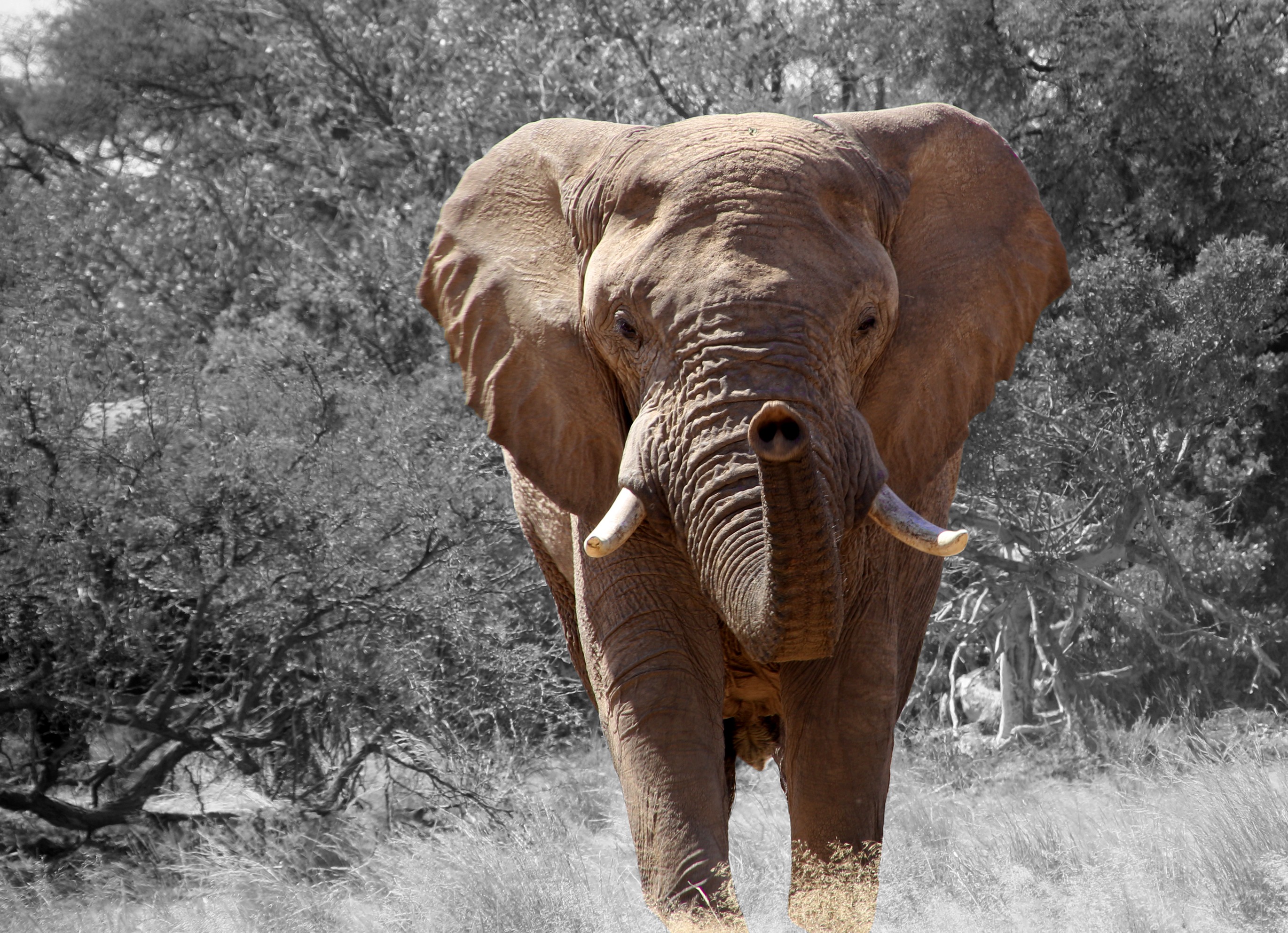 Скачати мобільні шпалери Трава, Слони, Тварина, Африканський Чагарниковий Слон, Вибірковий Колір безкоштовно.