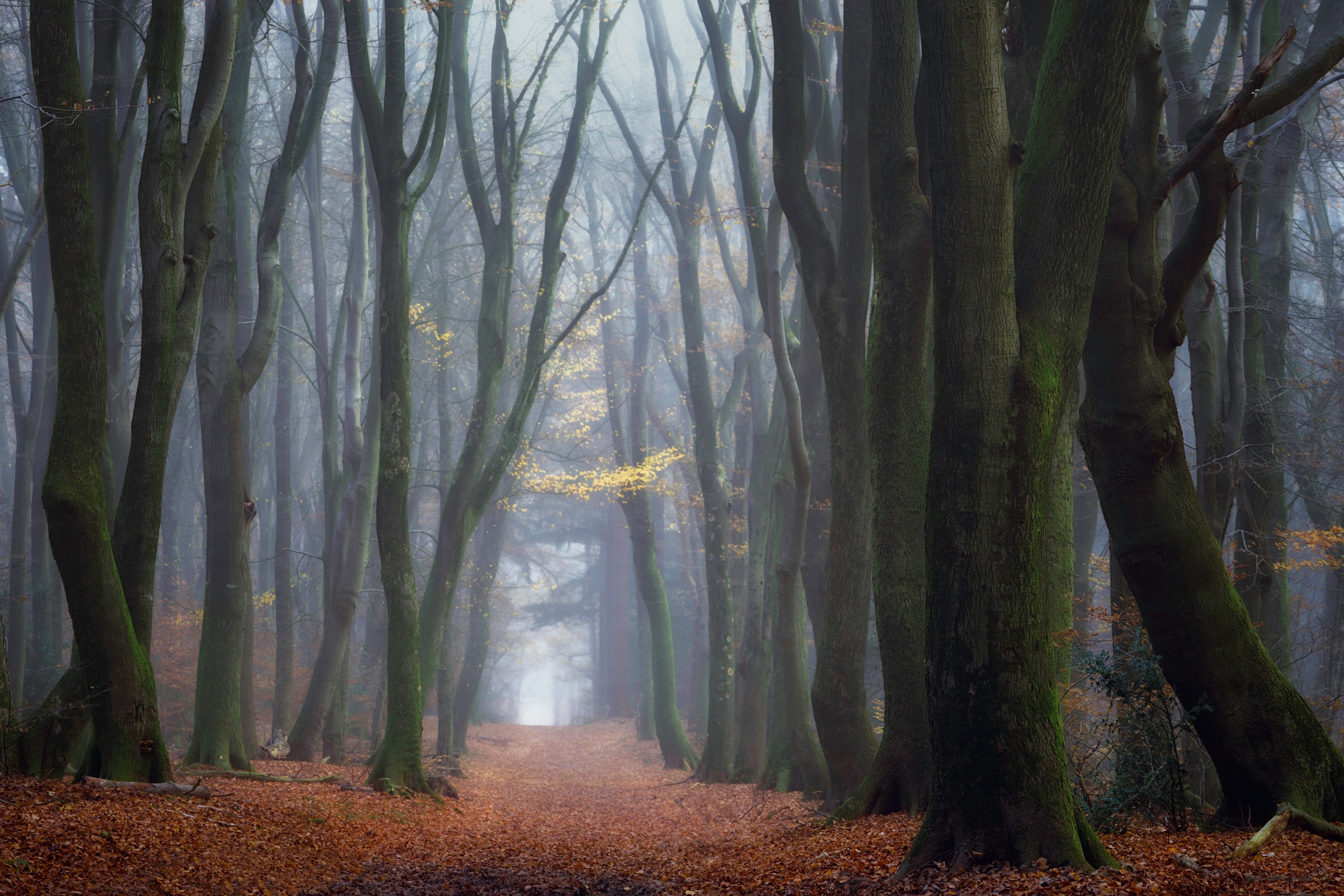 Free download wallpaper Nature, Forest, Earth, Path on your PC desktop