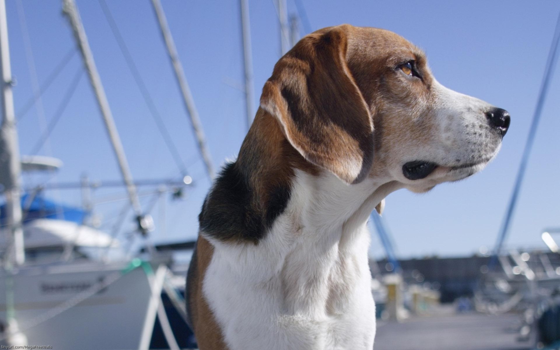 Descarga gratuita de fondo de pantalla para móvil de Animales, Perros, Perro.