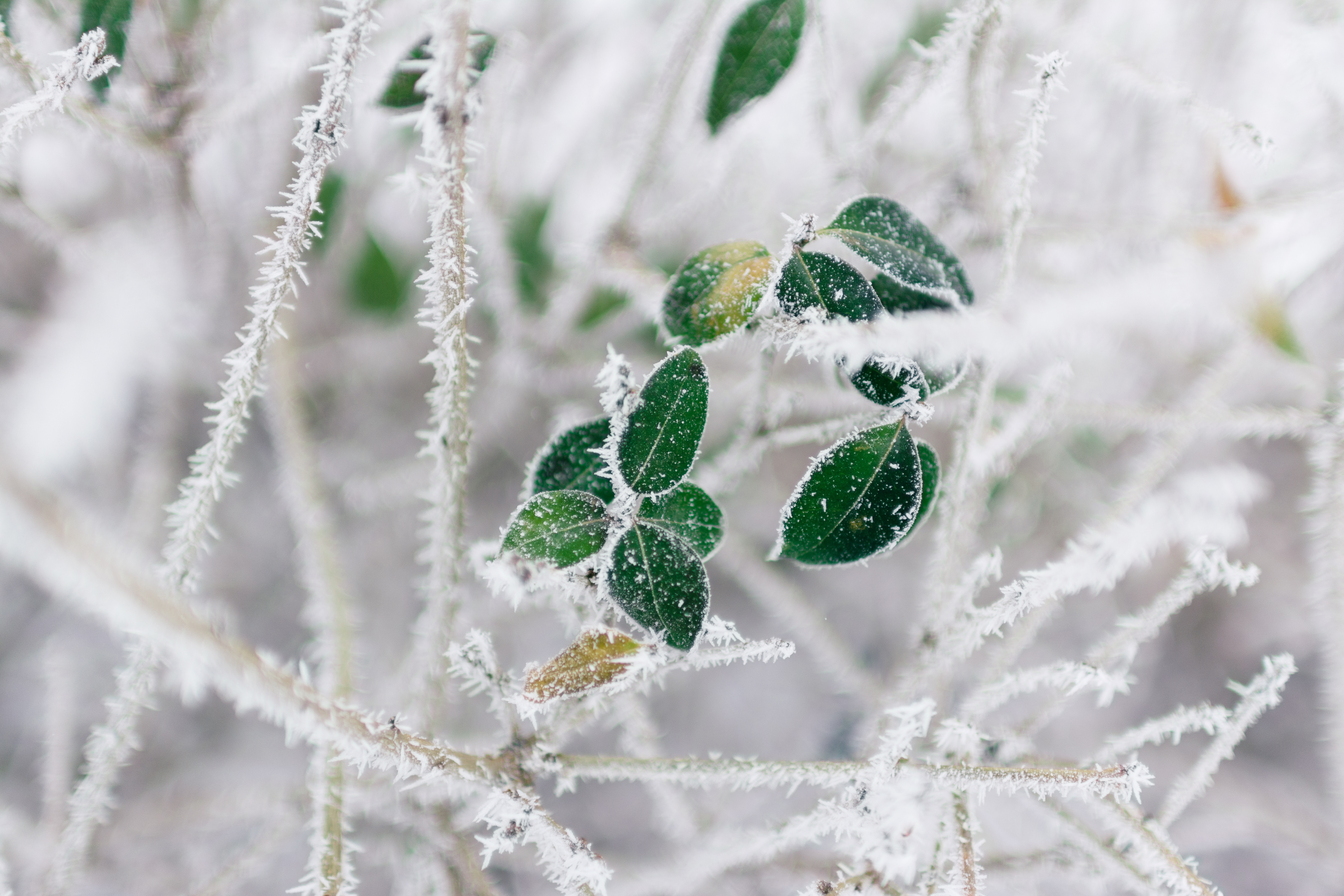 Download mobile wallpaper Winter, Plant, Close Up, Leaf, Earth, Frozen for free.