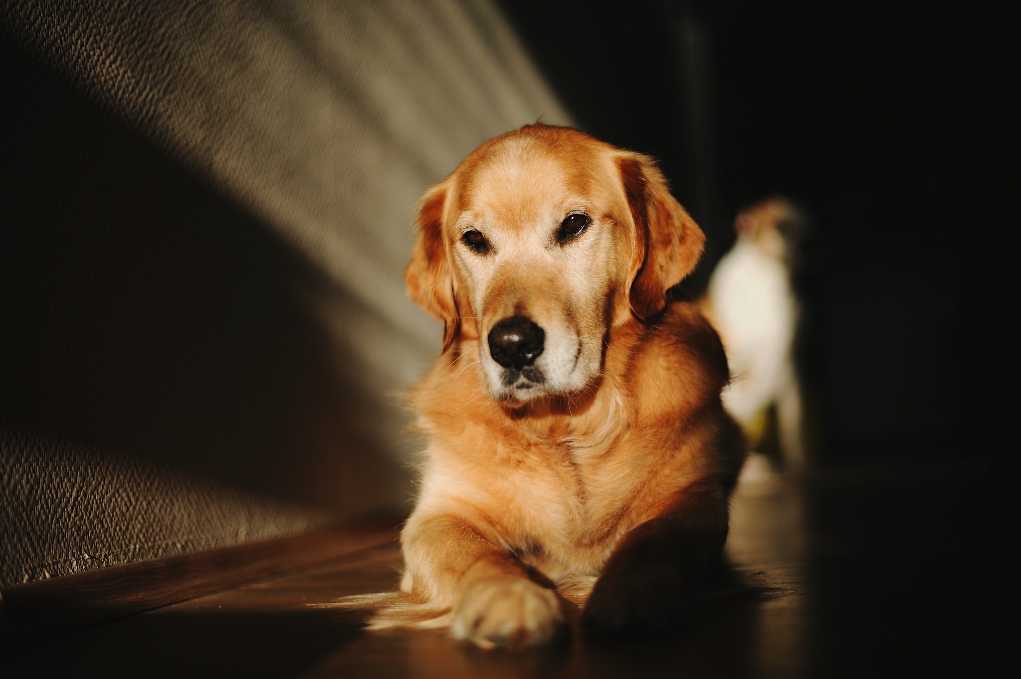 Handy-Wallpaper Tiere, Hunde, Hund, Labrador Retriever kostenlos herunterladen.