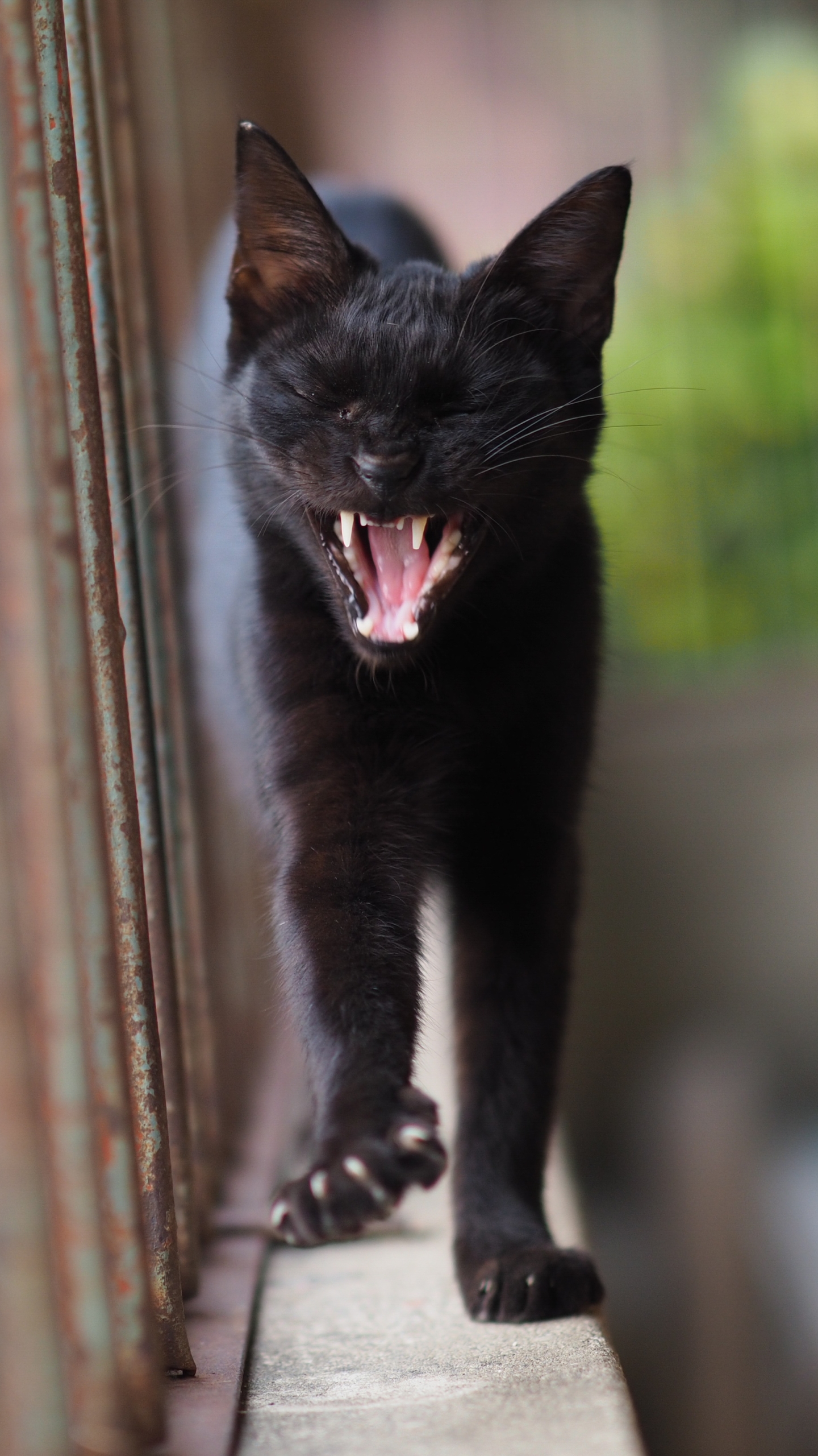 Handy-Wallpaper Tiere, Katzen, Katze, Tiefenschärfe kostenlos herunterladen.