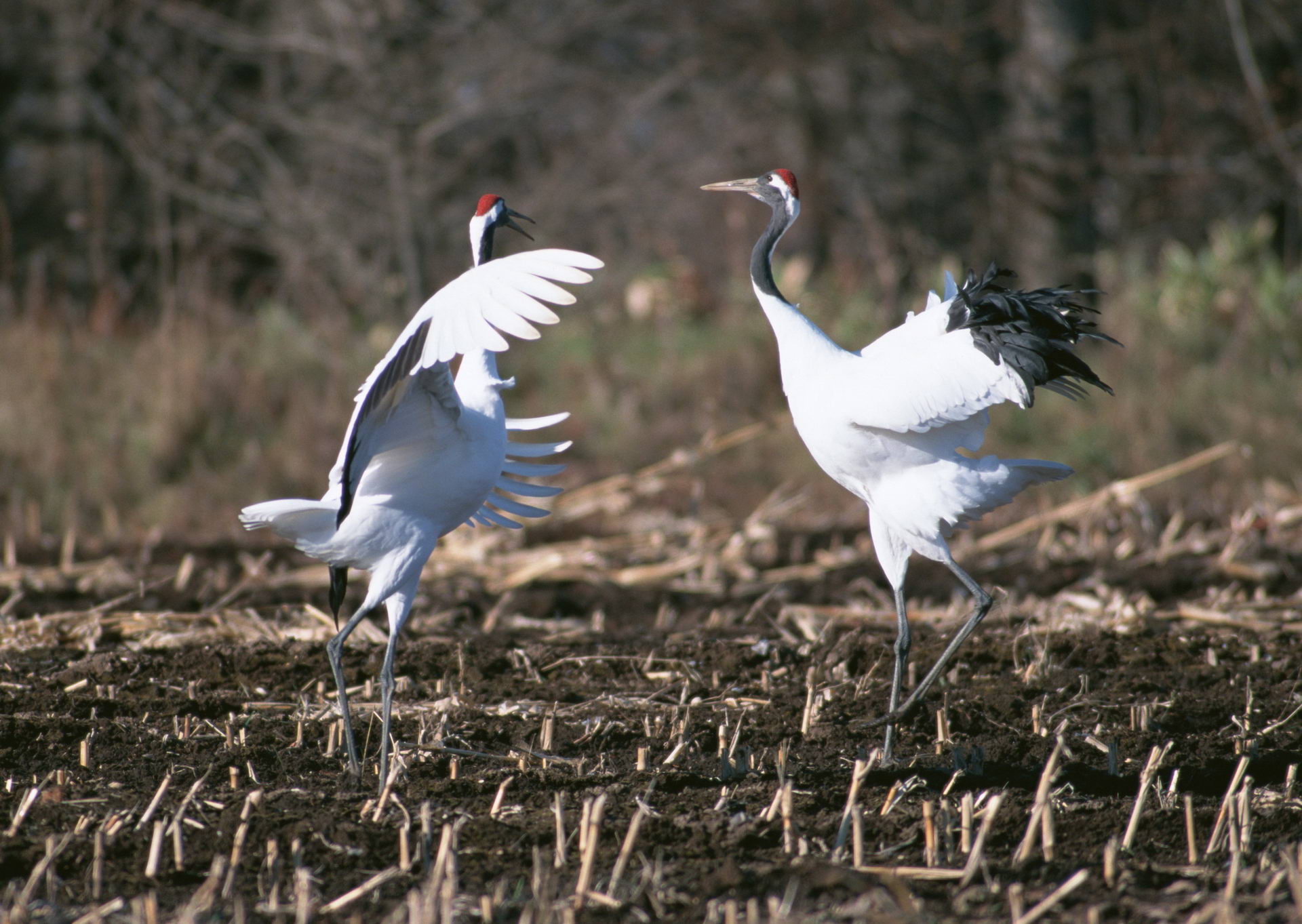 Download mobile wallpaper Birds, Bird, Animal for free.