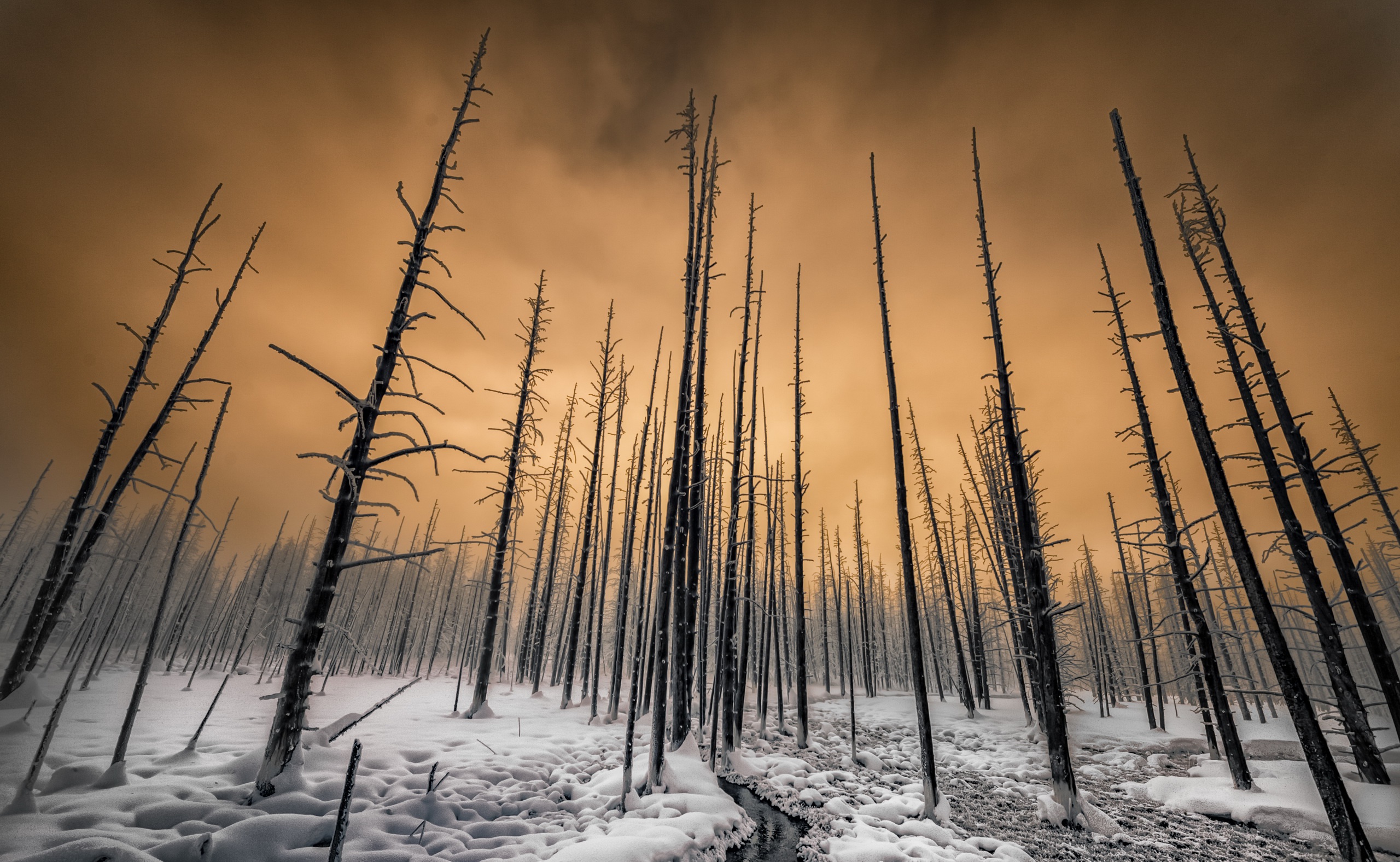 Téléchargez gratuitement l'image Hiver, La Nature, Terre/nature, Neiger sur le bureau de votre PC