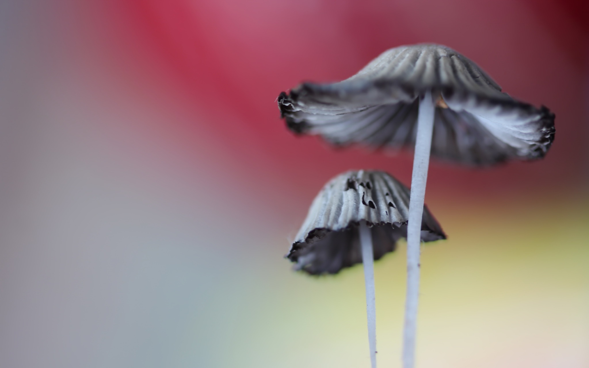 Free download wallpaper Macro, Earth, Mushroom on your PC desktop