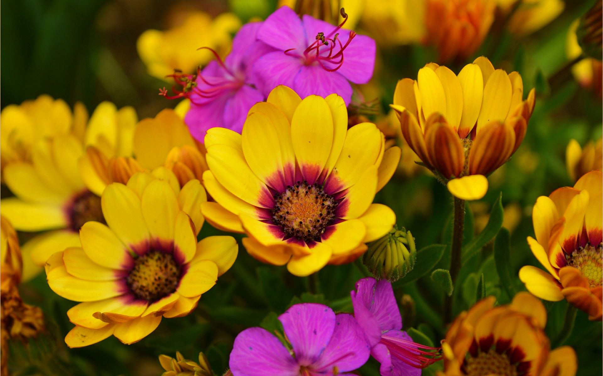 Free download wallpaper Flowers, Flower, Earth, Colors, Spring, Yellow Flower, Purple Flower on your PC desktop