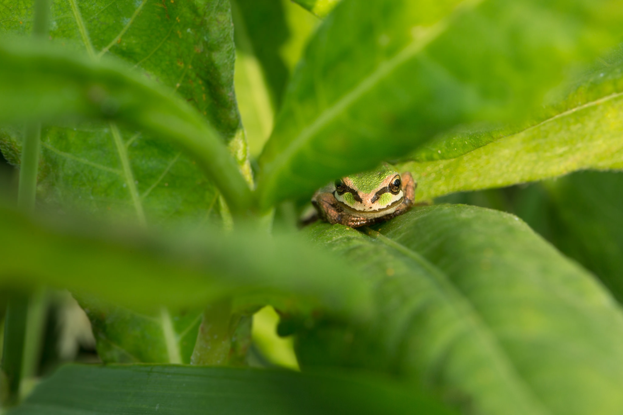 Free download wallpaper Frogs, Leaf, Animal, Frog, Amphibian on your PC desktop