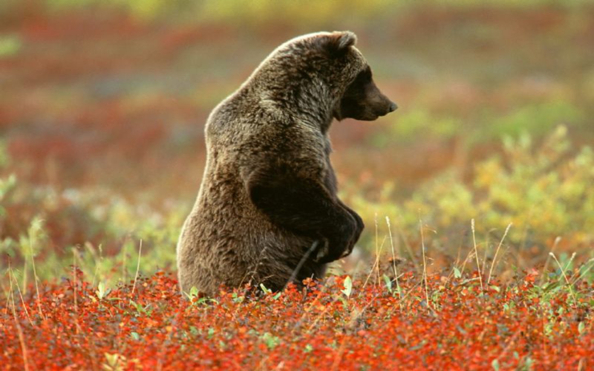313515 baixar papel de parede animais, urso pardo, alasca, parque nacional denali, pardo, ursos - protetores de tela e imagens gratuitamente