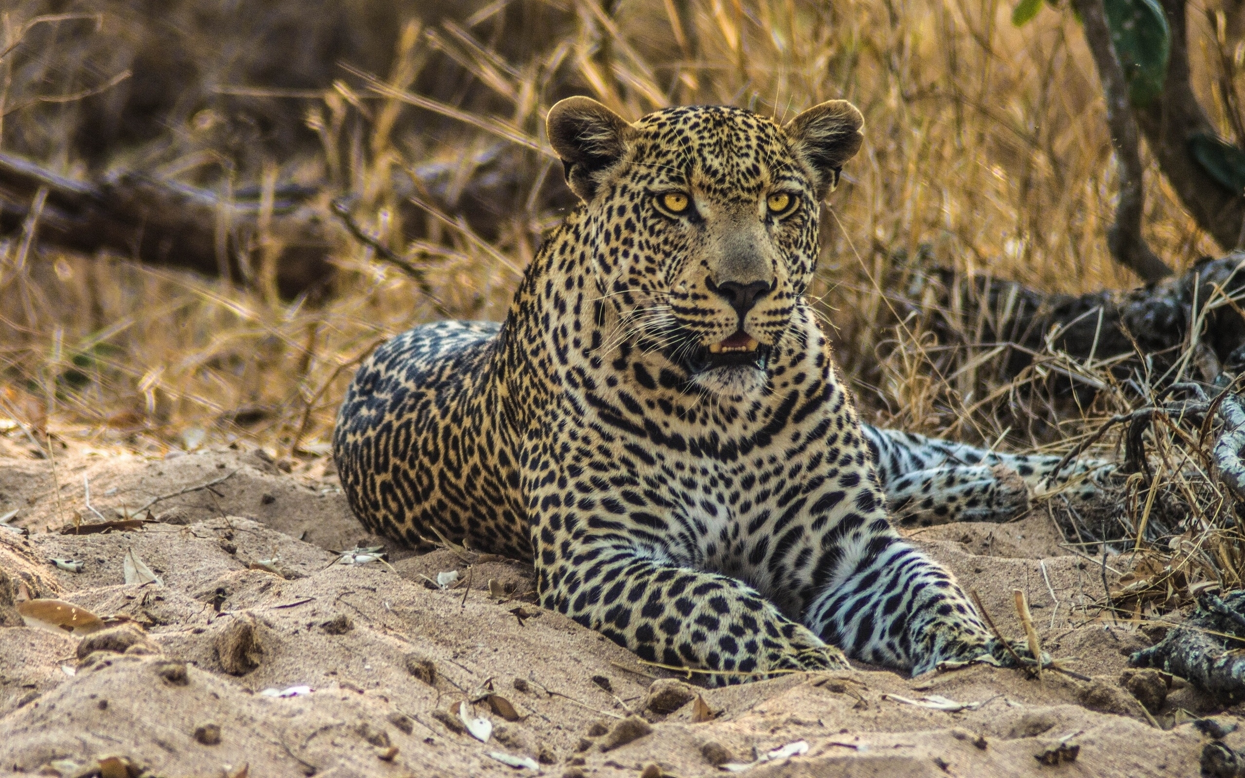 Descarga gratuita de fondo de pantalla para móvil de Animales, Gatos, Leopardo.