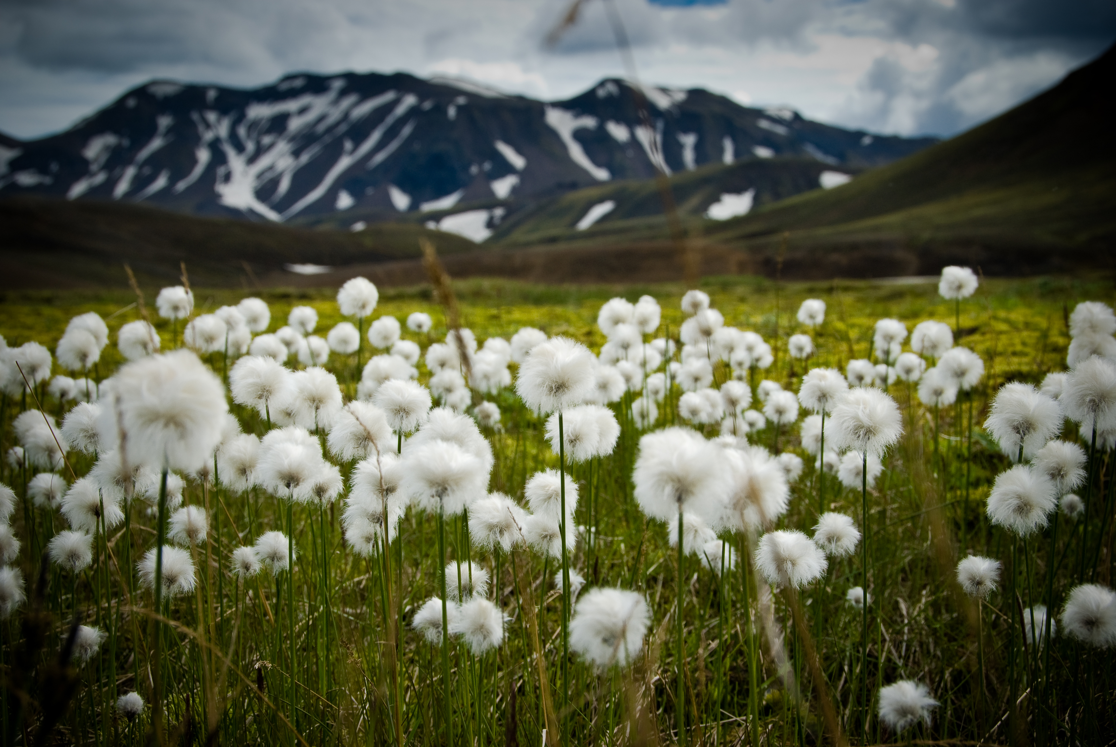 Free download wallpaper Nature, Flowers, Mountains, Field on your PC desktop
