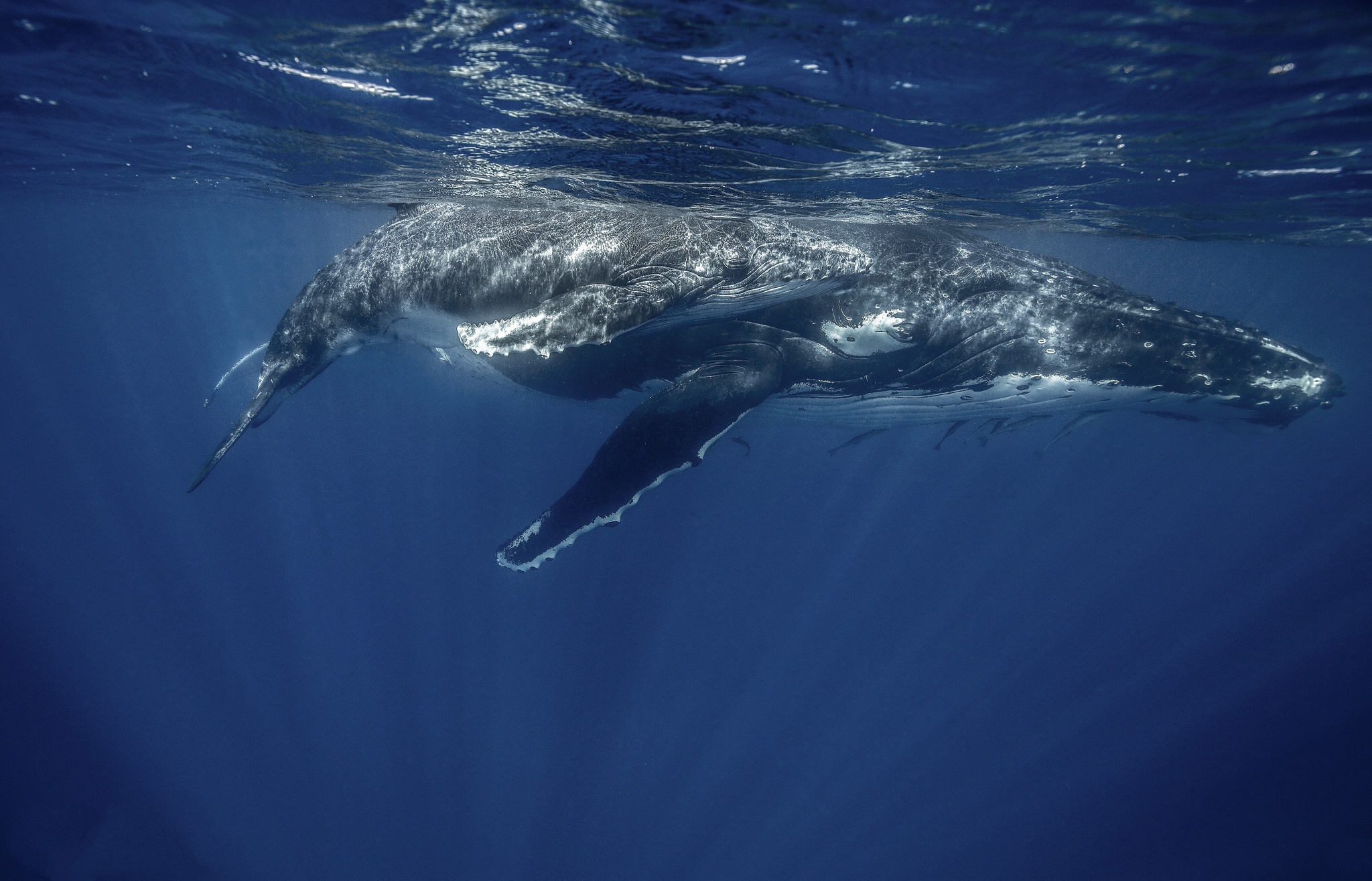 930165壁紙のダウンロード動物, 鯨, ザトウクジラ, 海の生物, 水中-スクリーンセーバーと写真を無料で