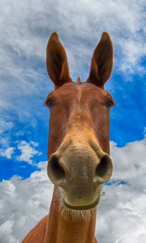 無料モバイル壁紙動物, 馬をダウンロードします。