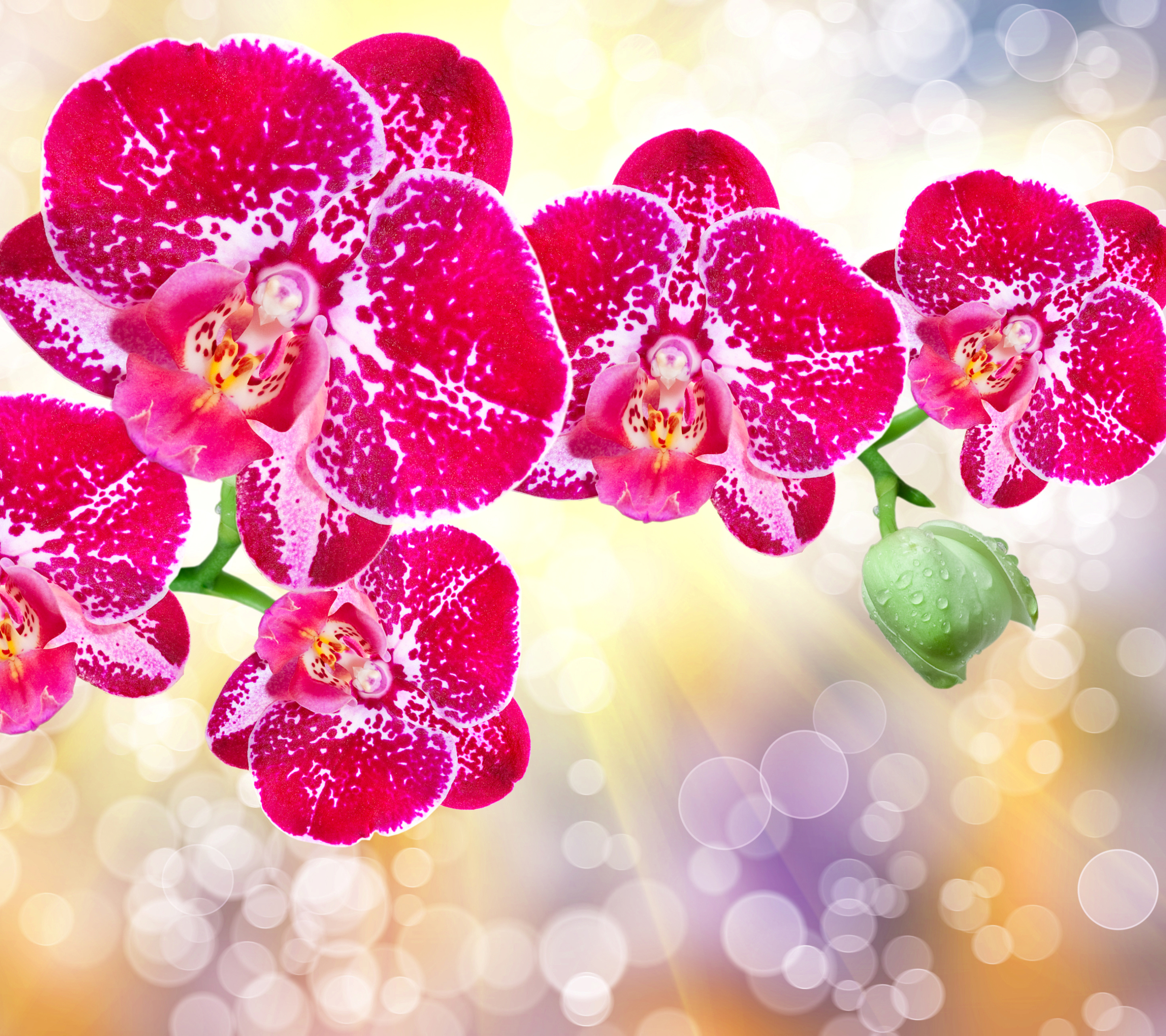 Завантажити шпалери безкоштовно Квітка, Земля, Боке, Орхідея, Сонячний Промінь, Рожева Квітка, Флауерзи, Sunbean картинка на робочий стіл ПК
