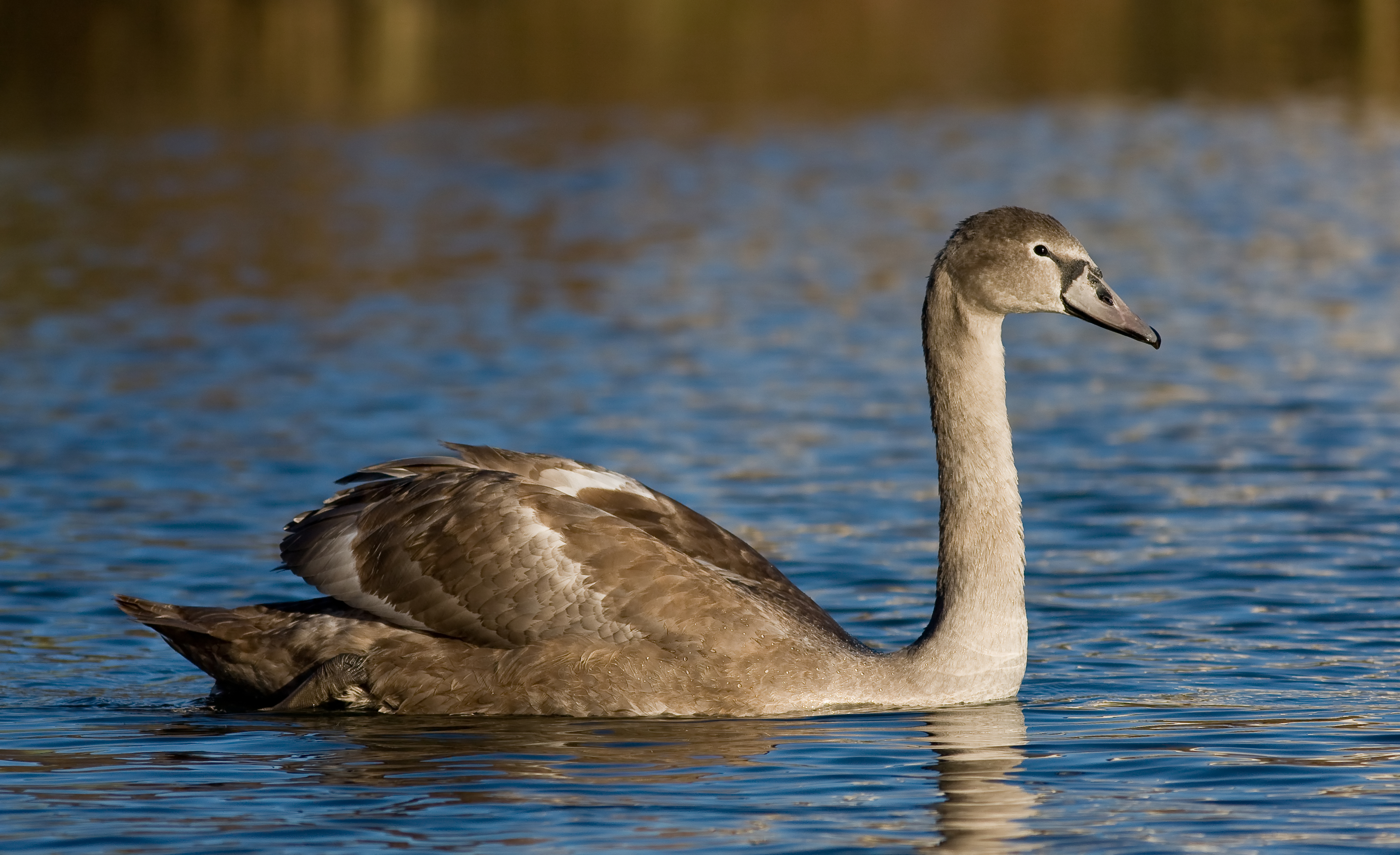 Free download wallpaper Mute Swan, Birds, Animal on your PC desktop