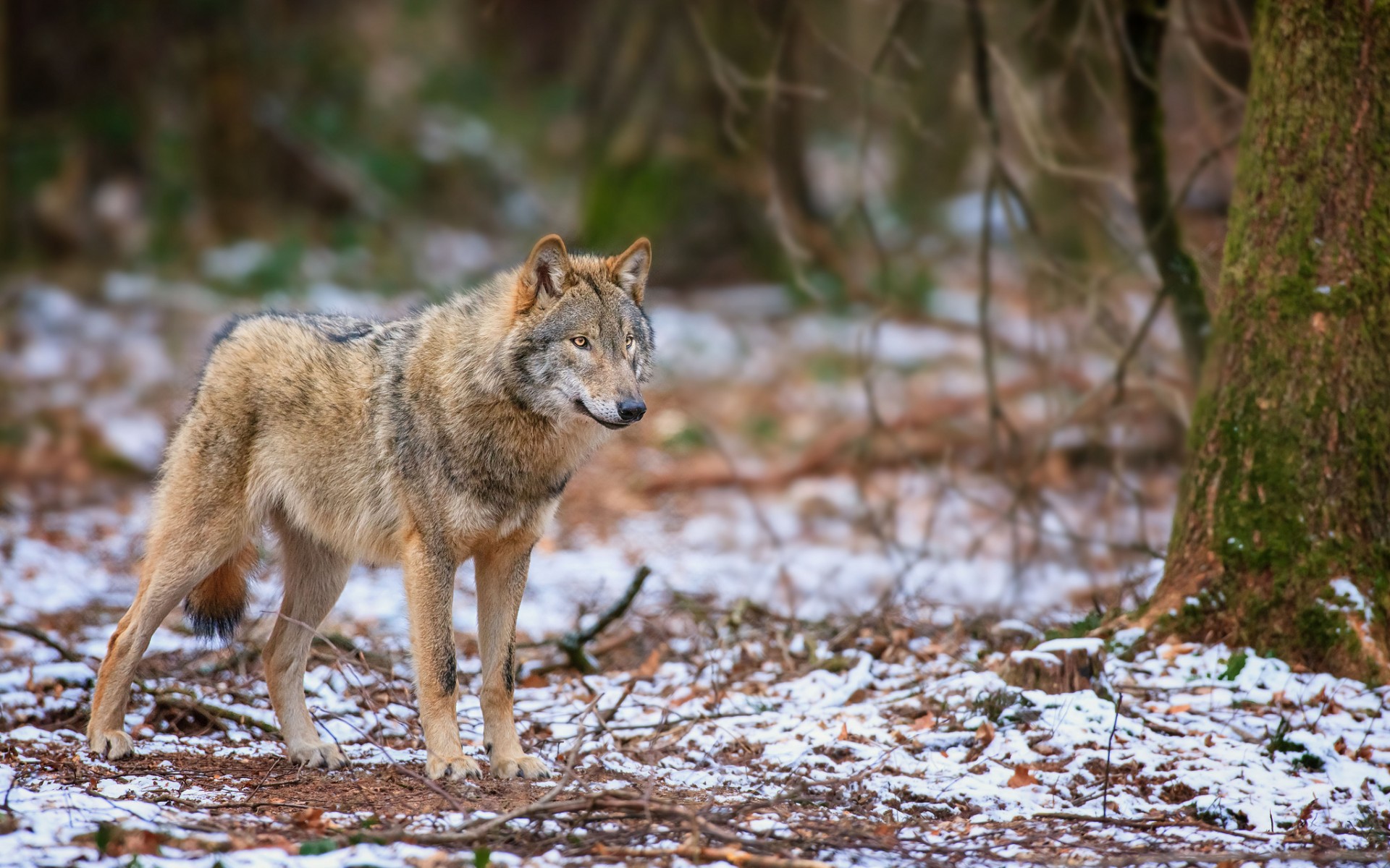 Descarga gratuita de fondo de pantalla para móvil de Animales, Lobo.