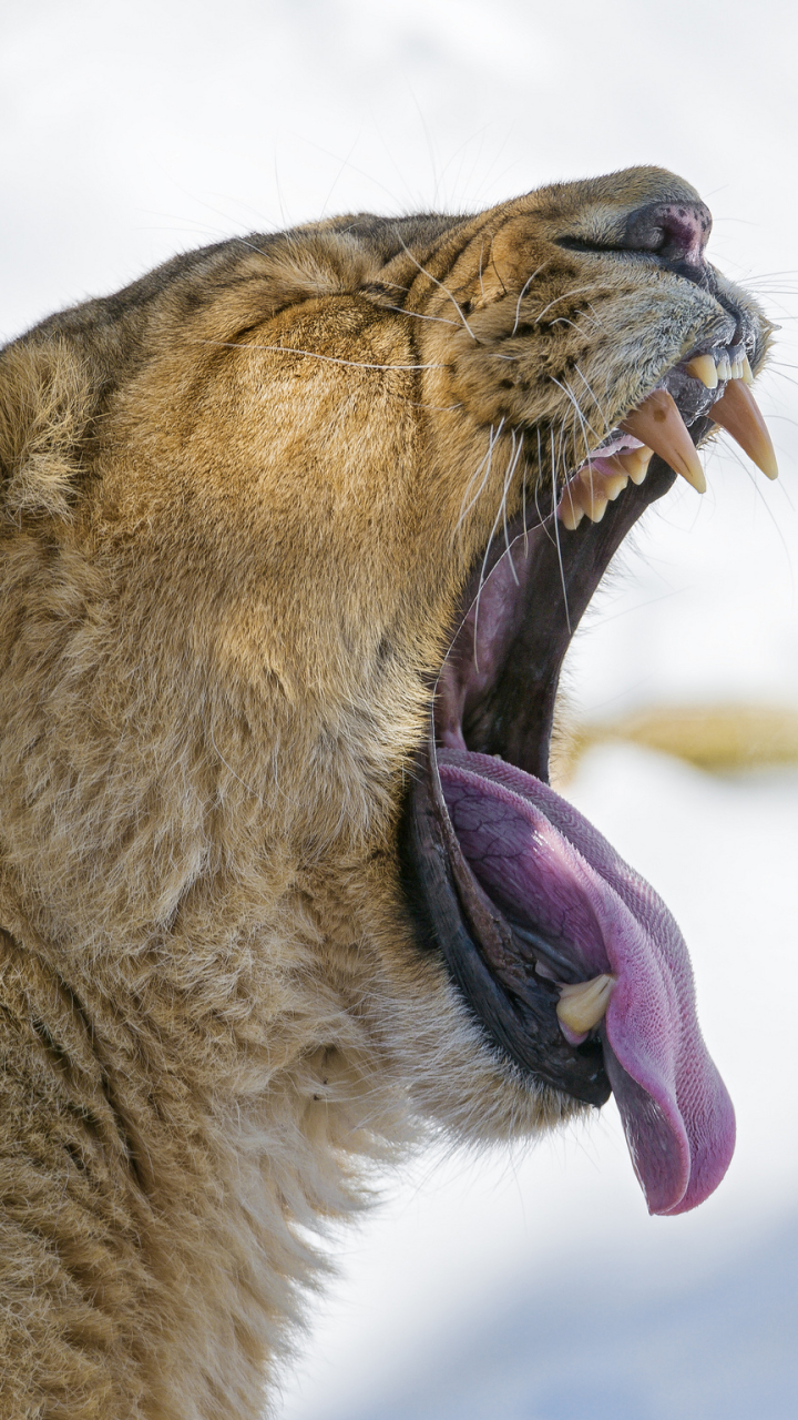 Descarga gratuita de fondo de pantalla para móvil de Animales, Gatos, León.