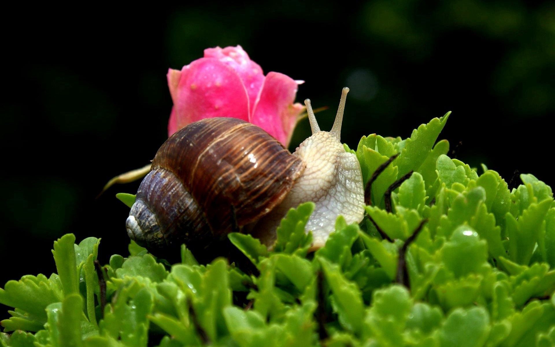 snail, leaves, flower, macro, carapace, shell, antennae, tendrils