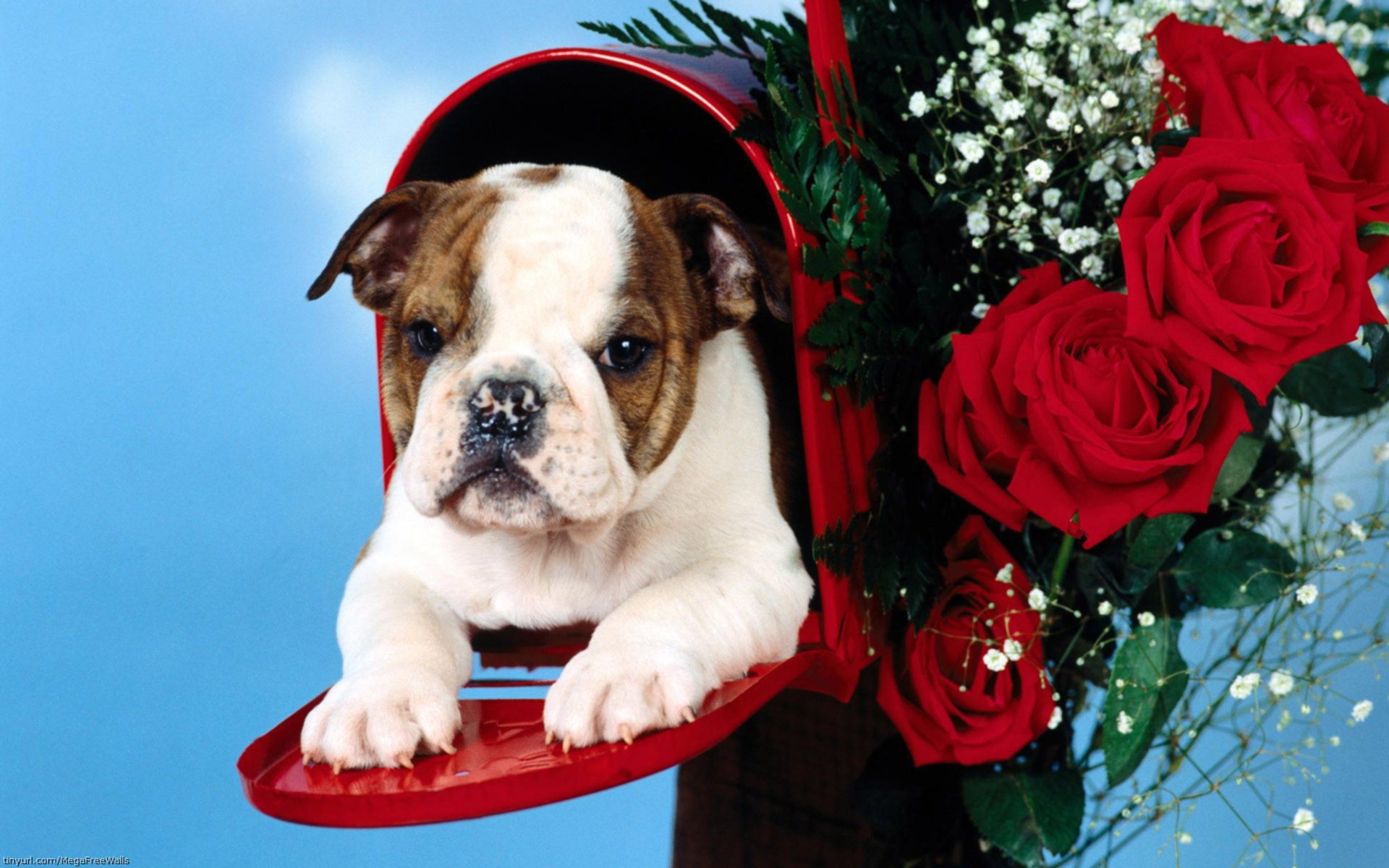 Free download wallpaper Rose, Dog, Animal, Puppy, Cute on your PC desktop