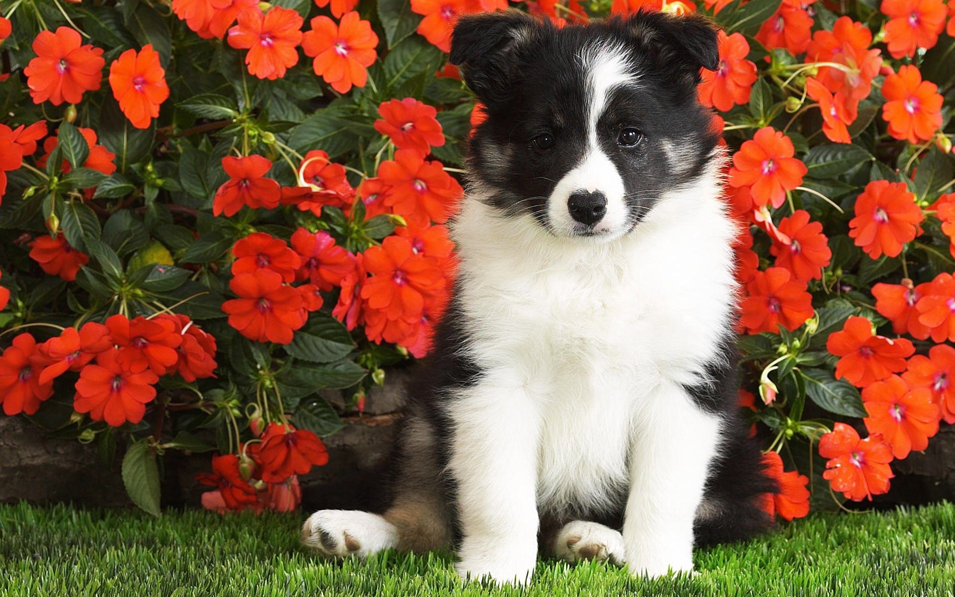 puppy, spotty, animals, flowers, black, white, dog, spotted