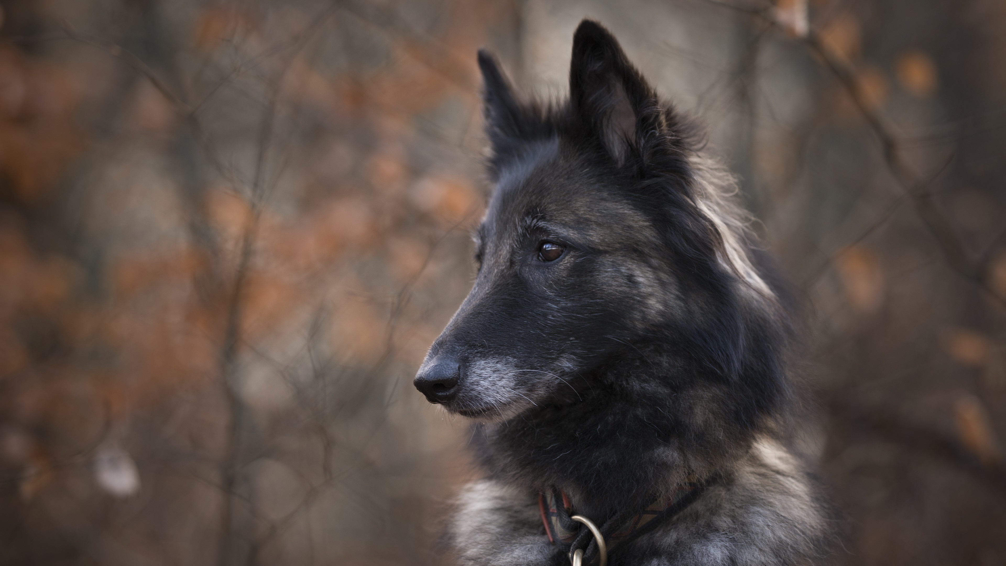 Handy-Wallpaper Tiere, Hunde, Hund kostenlos herunterladen.