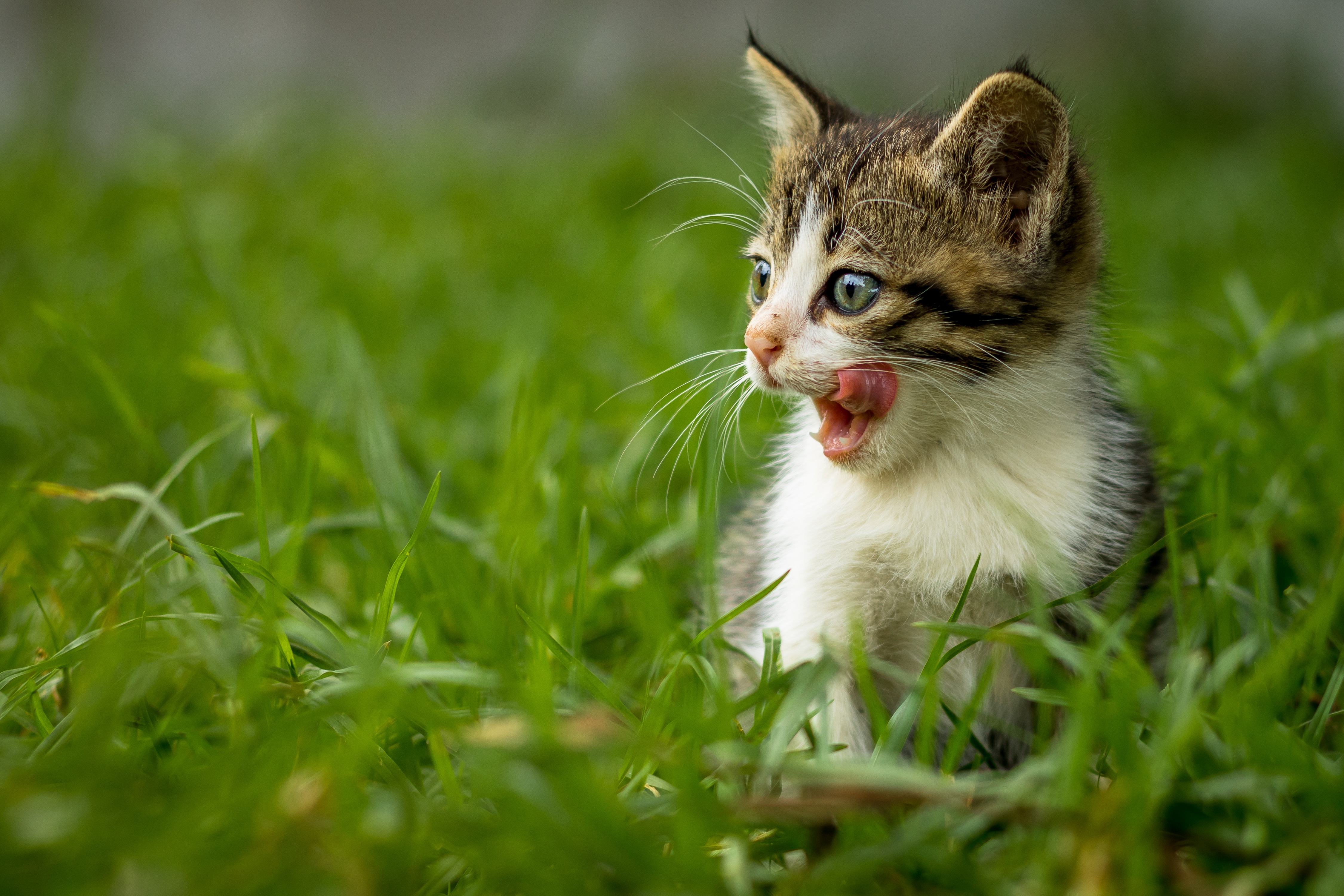 Laden Sie das Tiere, Katzen, Katze, Kätzchen, Gras, Tierbaby-Bild kostenlos auf Ihren PC-Desktop herunter