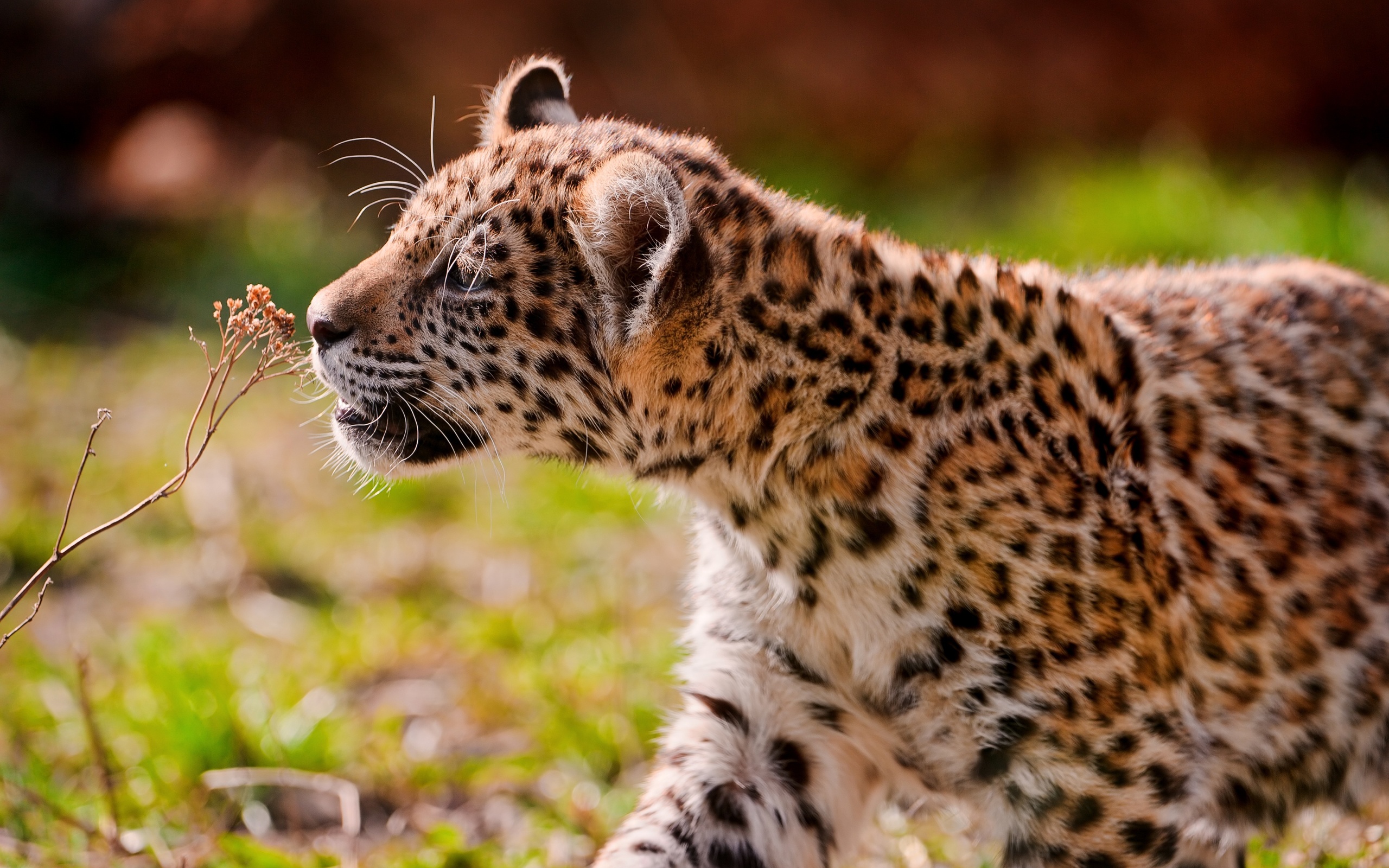 Baixar papel de parede para celular de Animais, Leopardo gratuito.