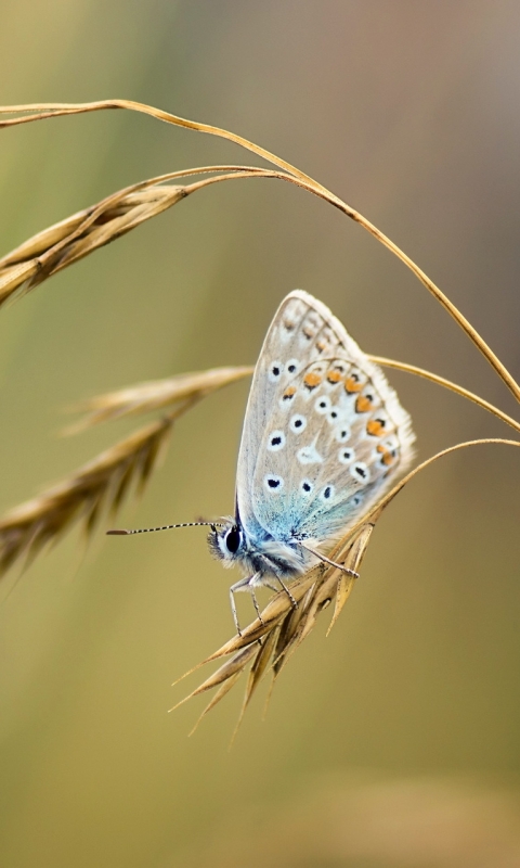 Descarga gratuita de fondo de pantalla para móvil de Animales, Mariposa.