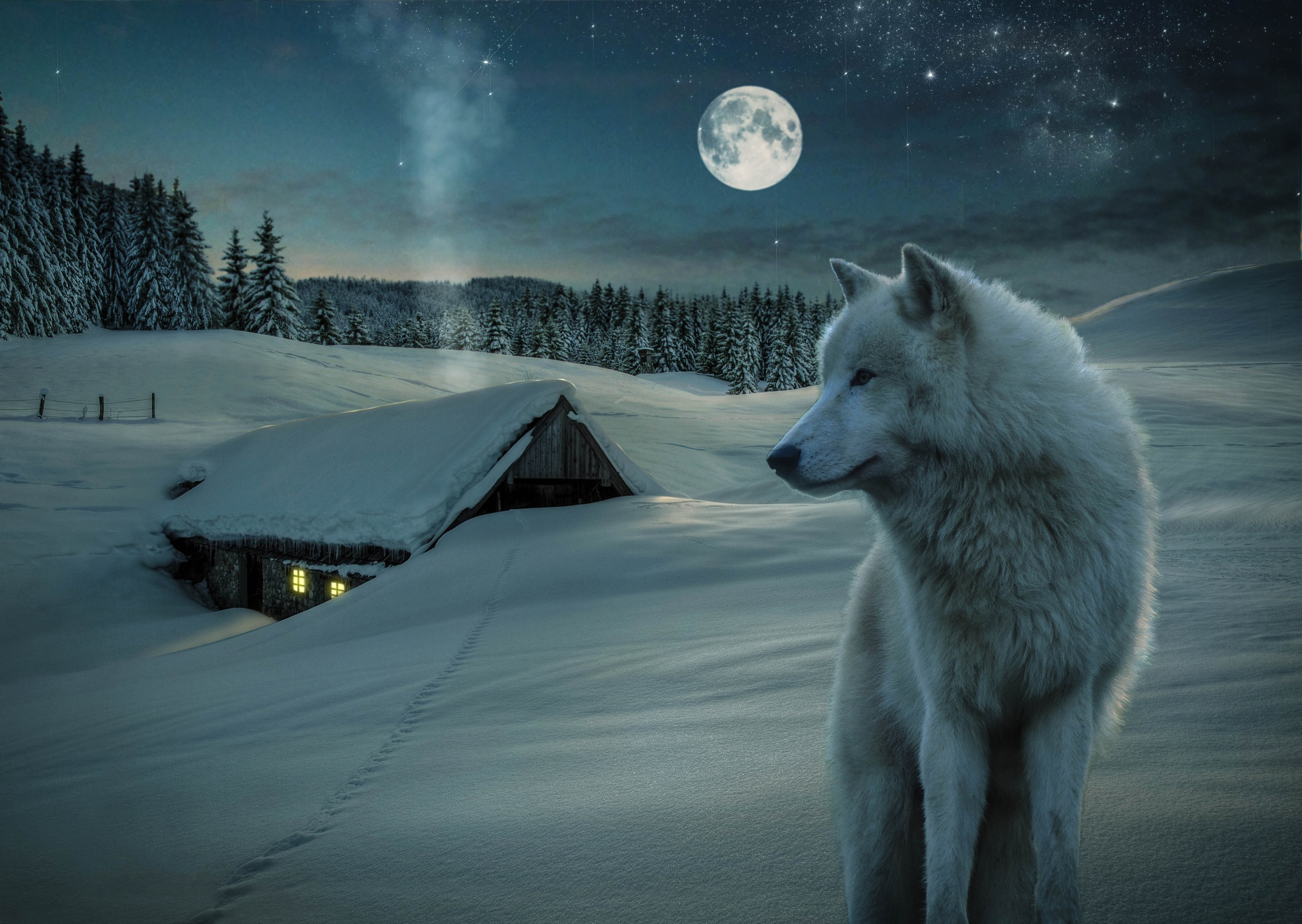 Laden Sie Weißer Wolf HD-Desktop-Hintergründe herunter