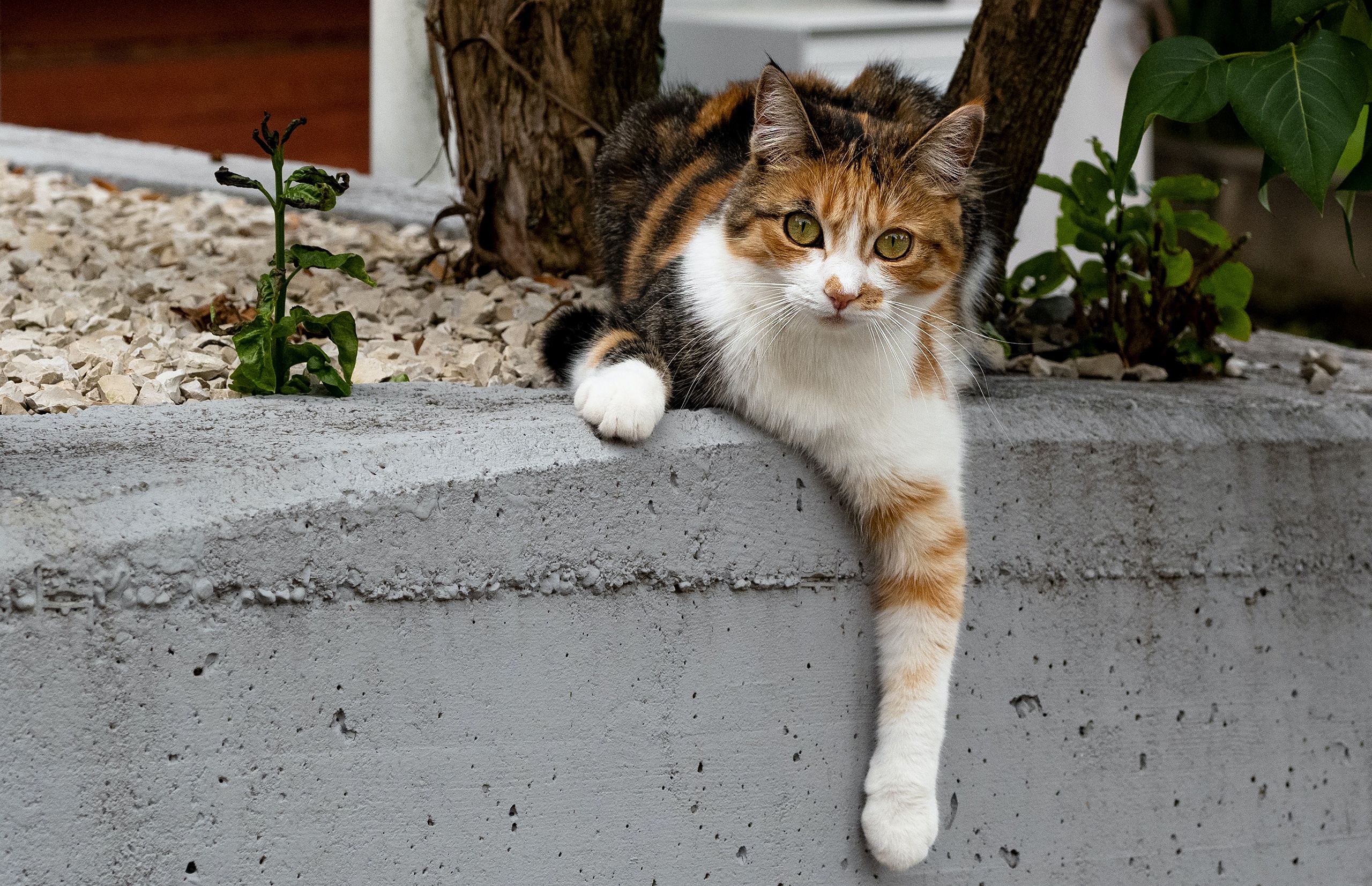 Handy-Wallpaper Katze, Katzen, Tiere kostenlos herunterladen.