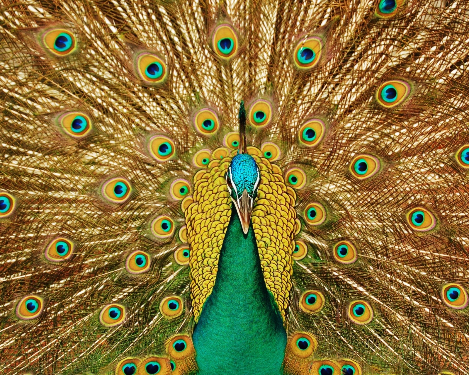 Free download wallpaper Birds, Feather, Bird, Animal, Peacock on your PC desktop