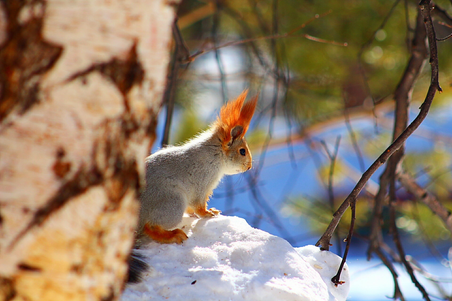 Free download wallpaper Winter, Squirrel, Animal, Rodent on your PC desktop