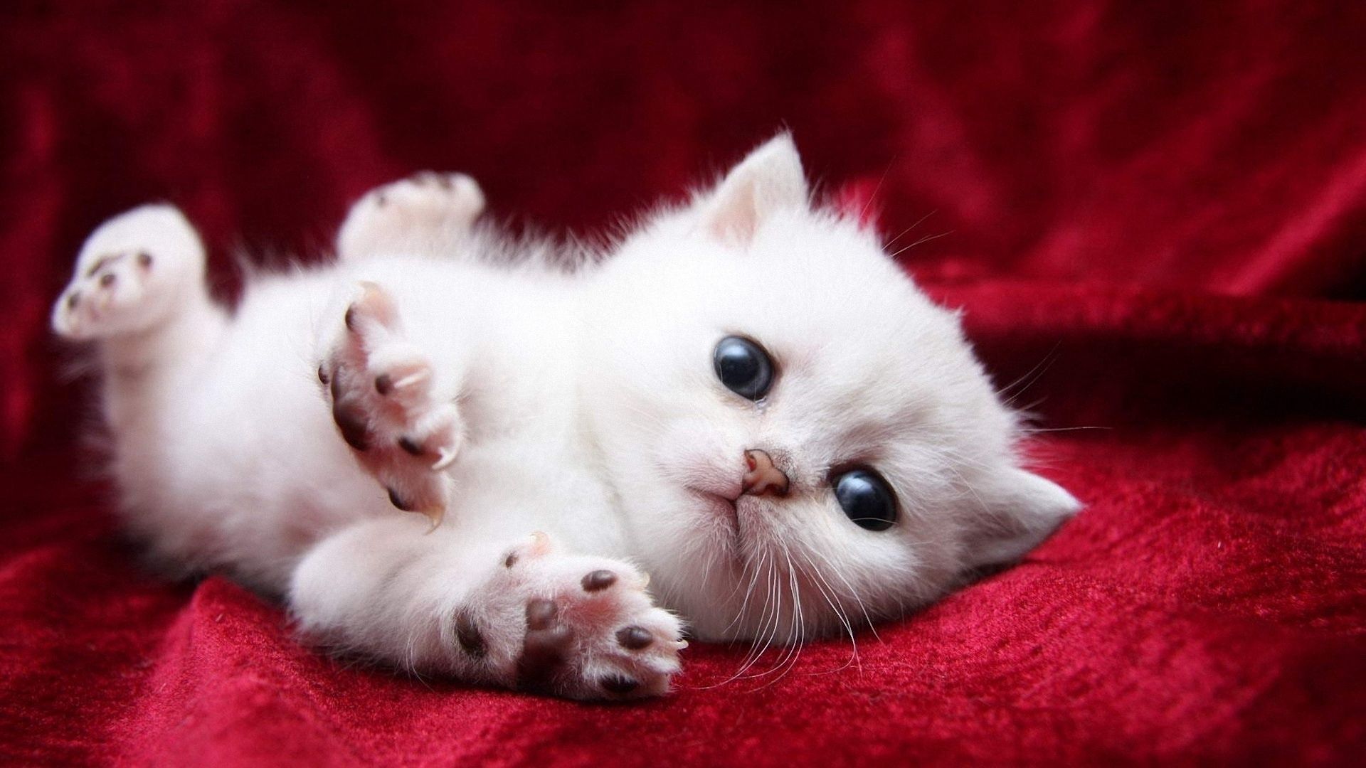 kitty, white, animals, kitten, beautiful 1080p