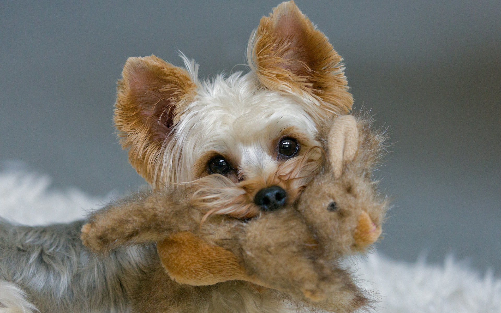 Descarga gratuita de fondo de pantalla para móvil de Perros, Perro, Animales.