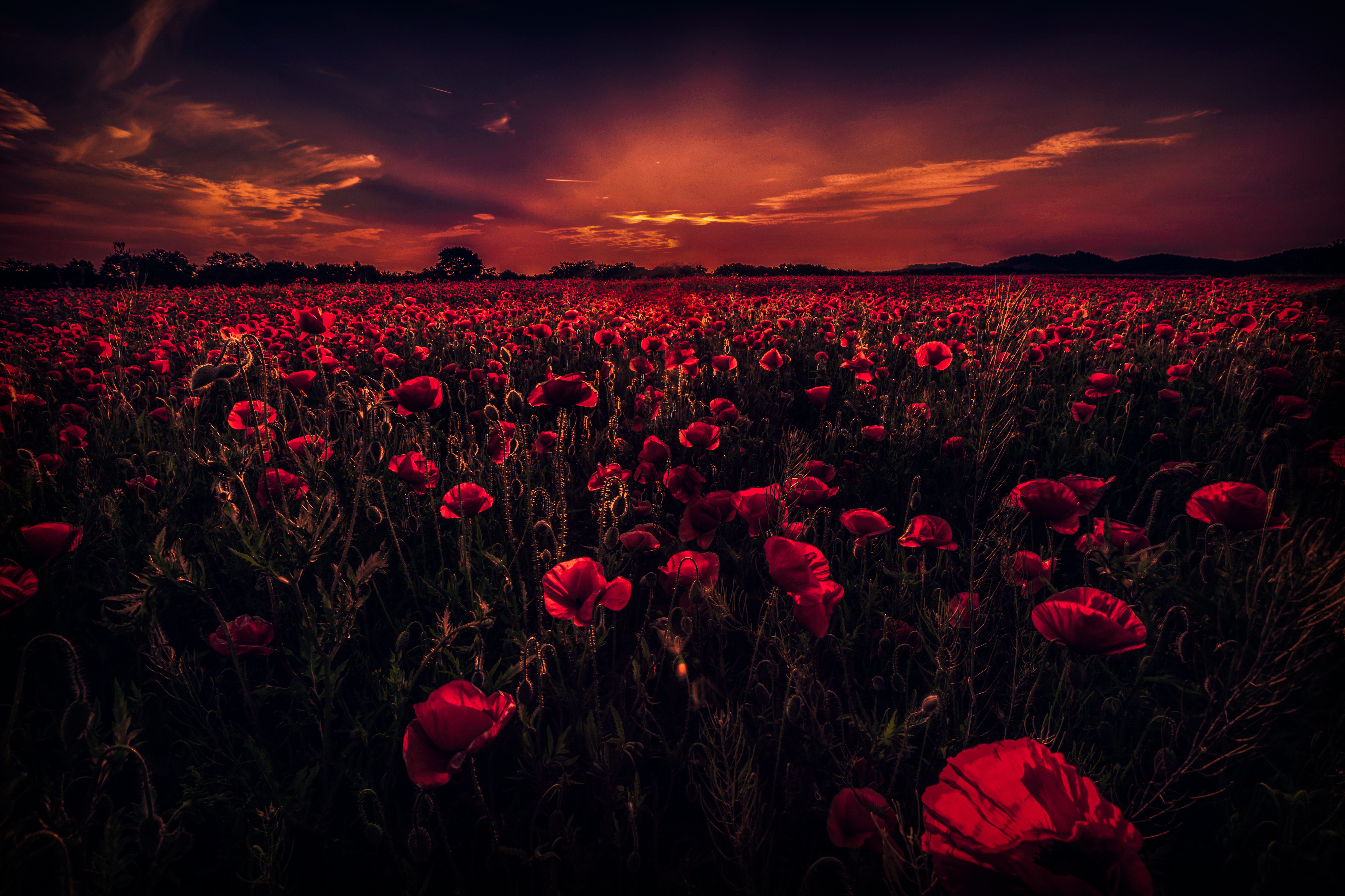 Download mobile wallpaper Flowers, Sunset, Sky, Earth, Field, Poppy, Red Flower for free.
