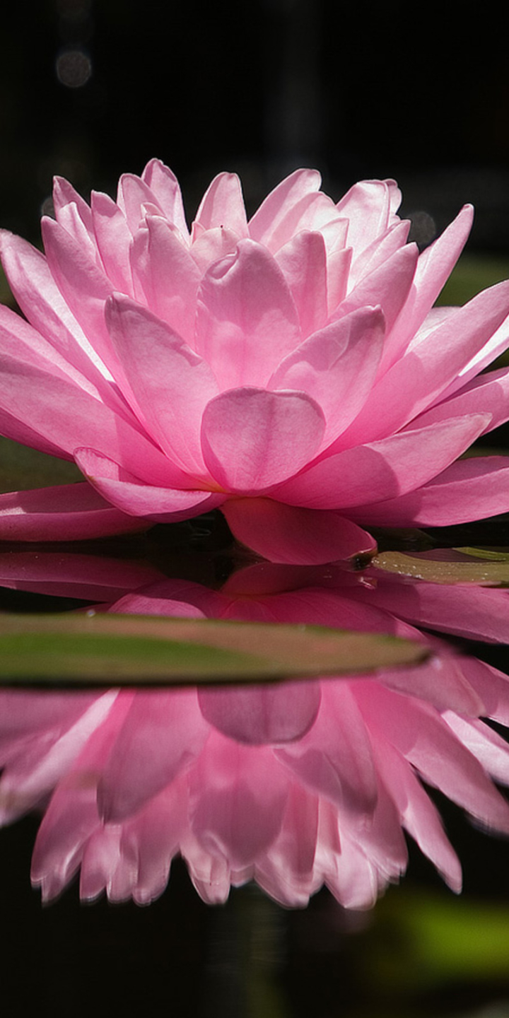 Download mobile wallpaper Flowers, Reflection, Flower, Earth, Water Lily, Pink Flower for free.