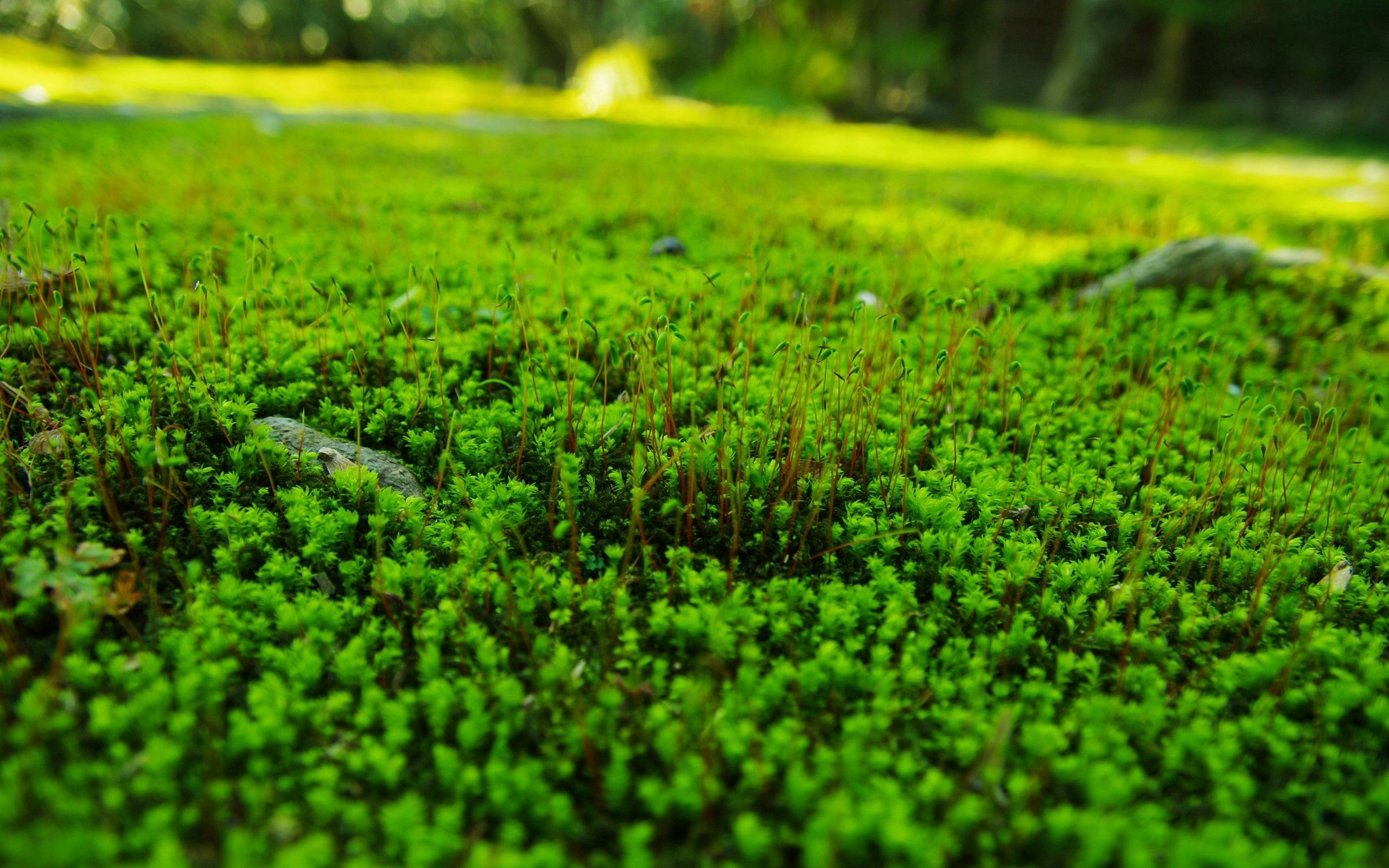無料モバイル壁紙草, 大きい, マクロ, 芝生をダウンロードします。