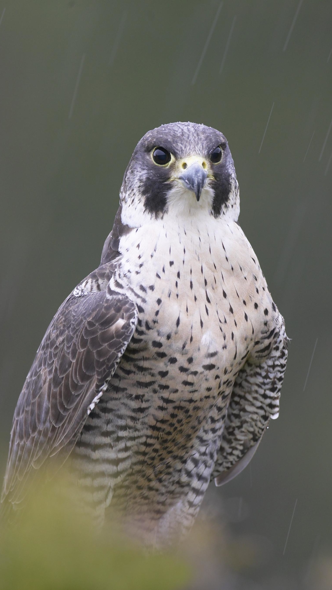 peregrine falcon, animal, bird, birds