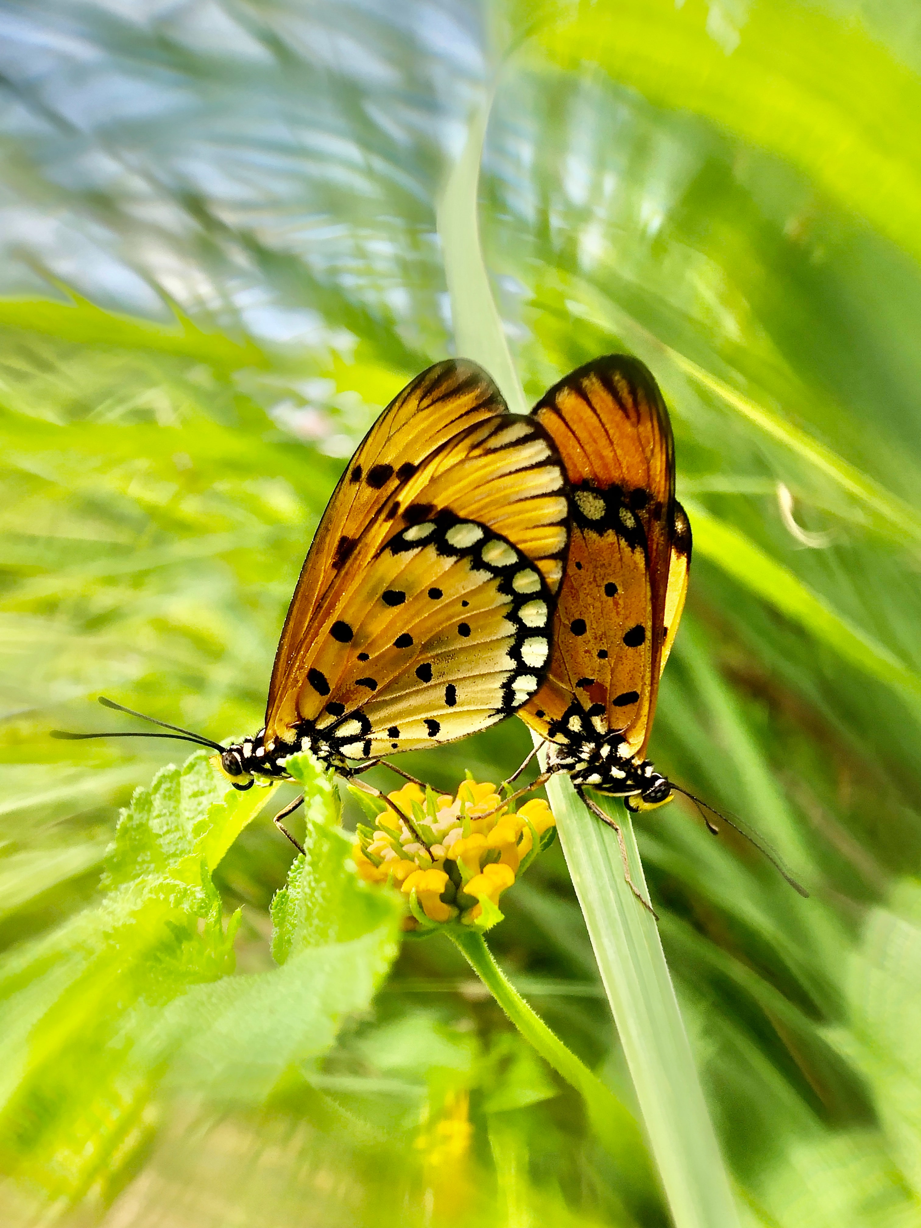 無料モバイル壁紙動物, 花, 翼, パターン, 蝶をダウンロードします。