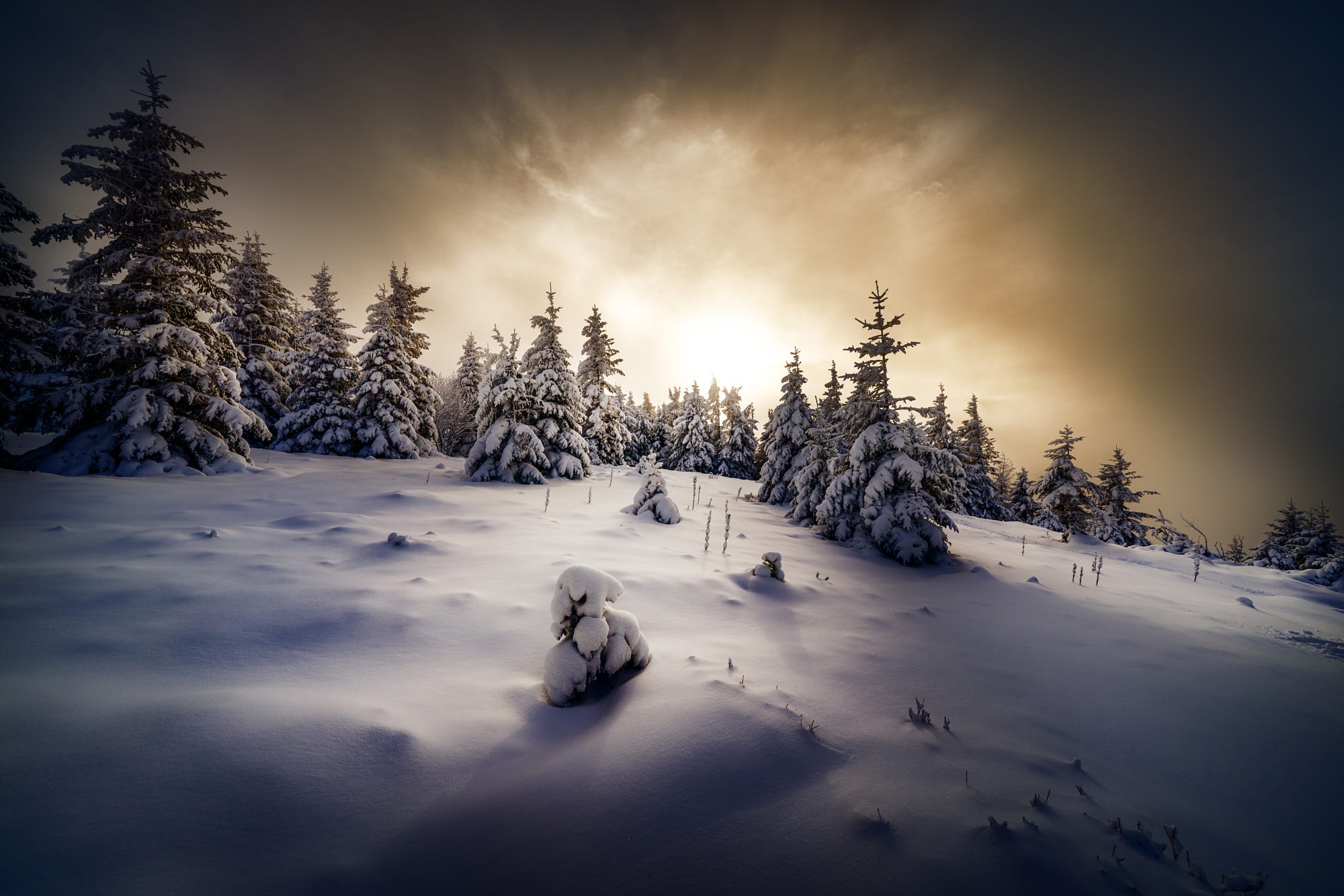 Free download wallpaper Winter, Nature, Snow, Earth, Spruce on your PC desktop