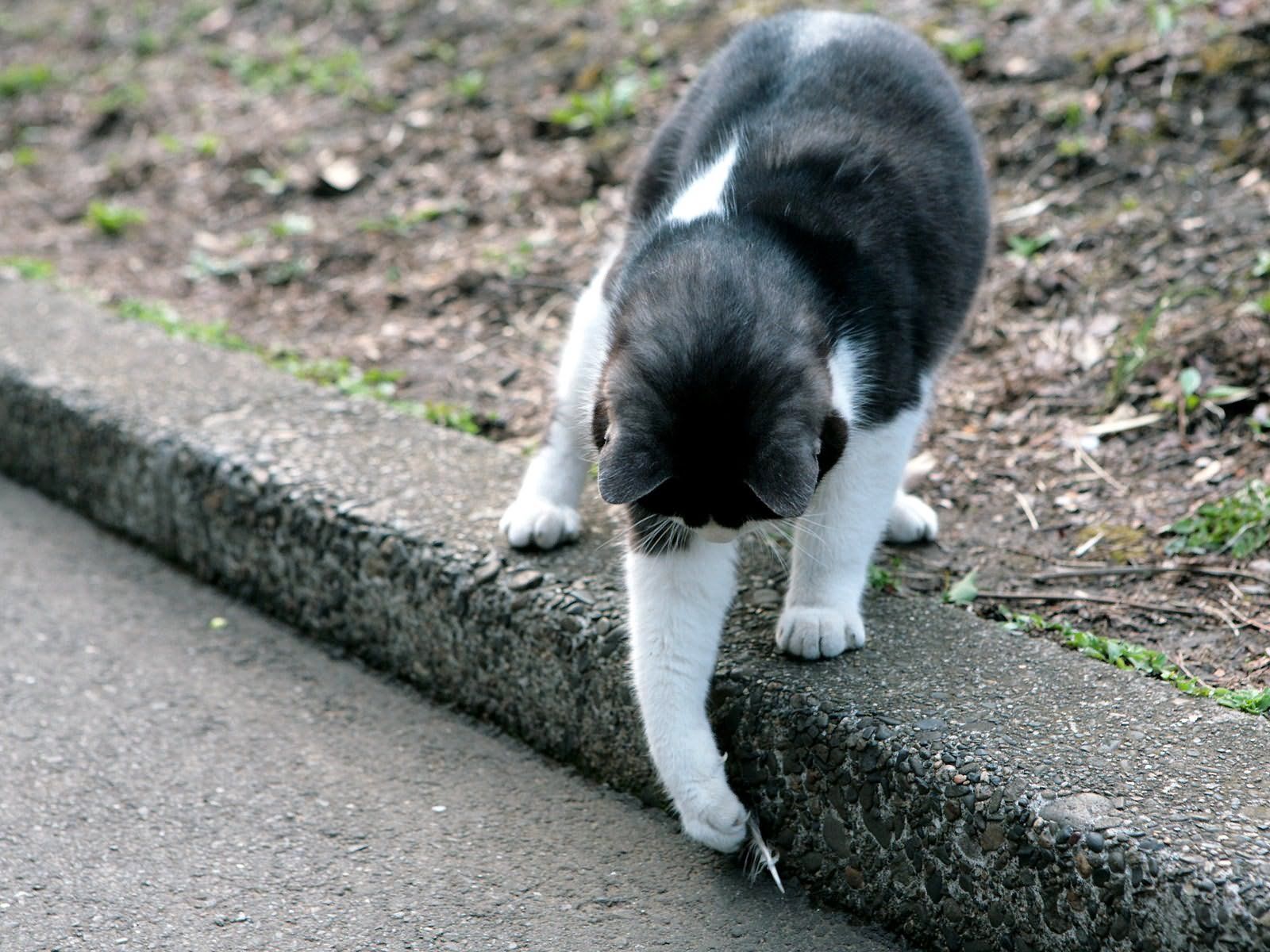 Download mobile wallpaper Playful, Stroll, Animals, Cat, Street for free.